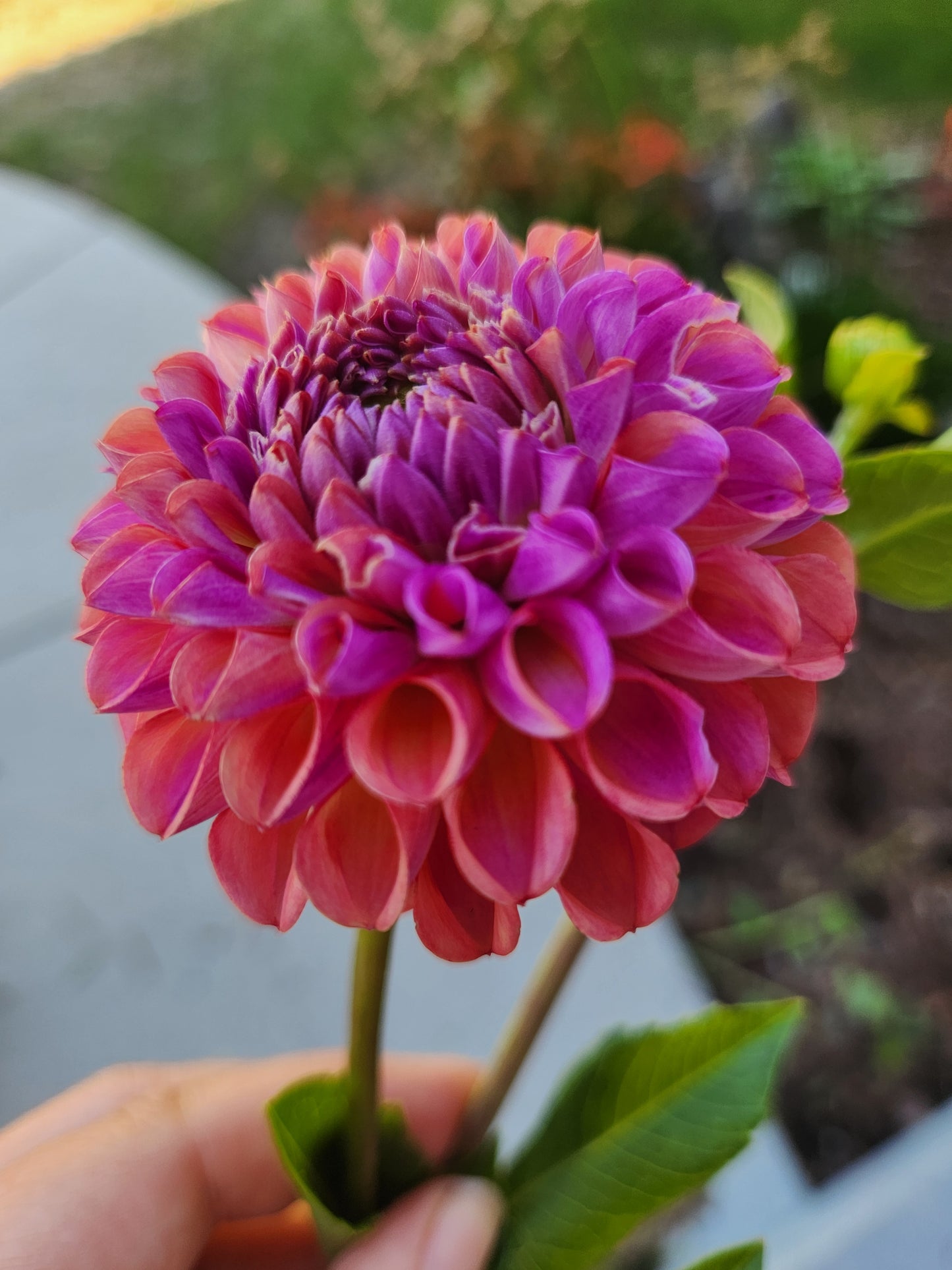 Caitlin's Joy Dahlia Tuber