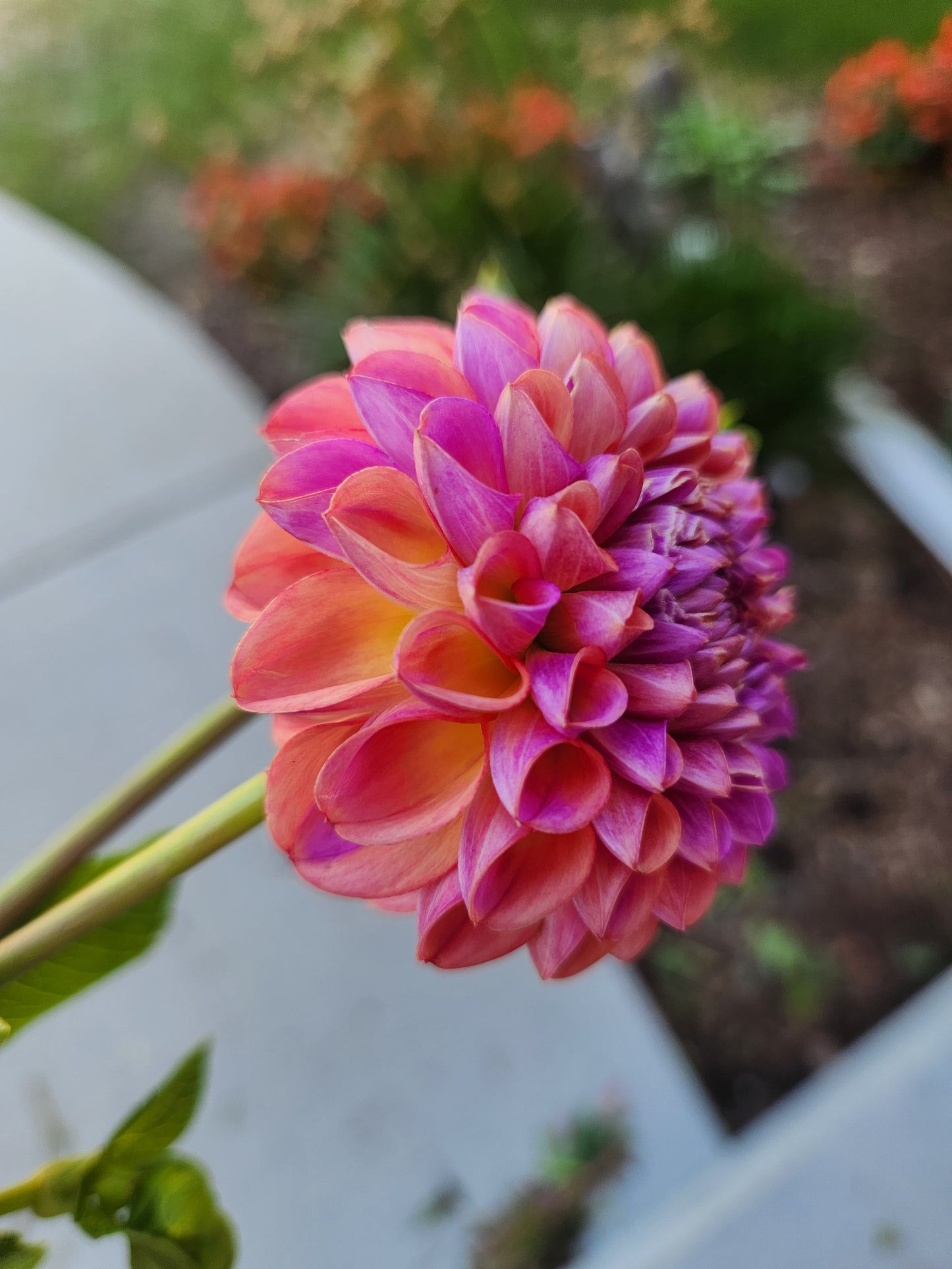 Caitlin's Joy Dahlia Tuber