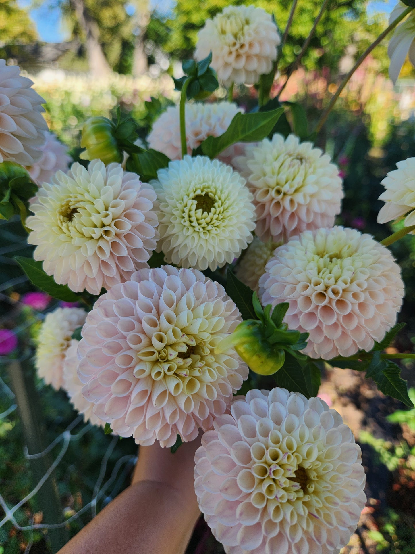 Camano Zoe Dahlia Tuber