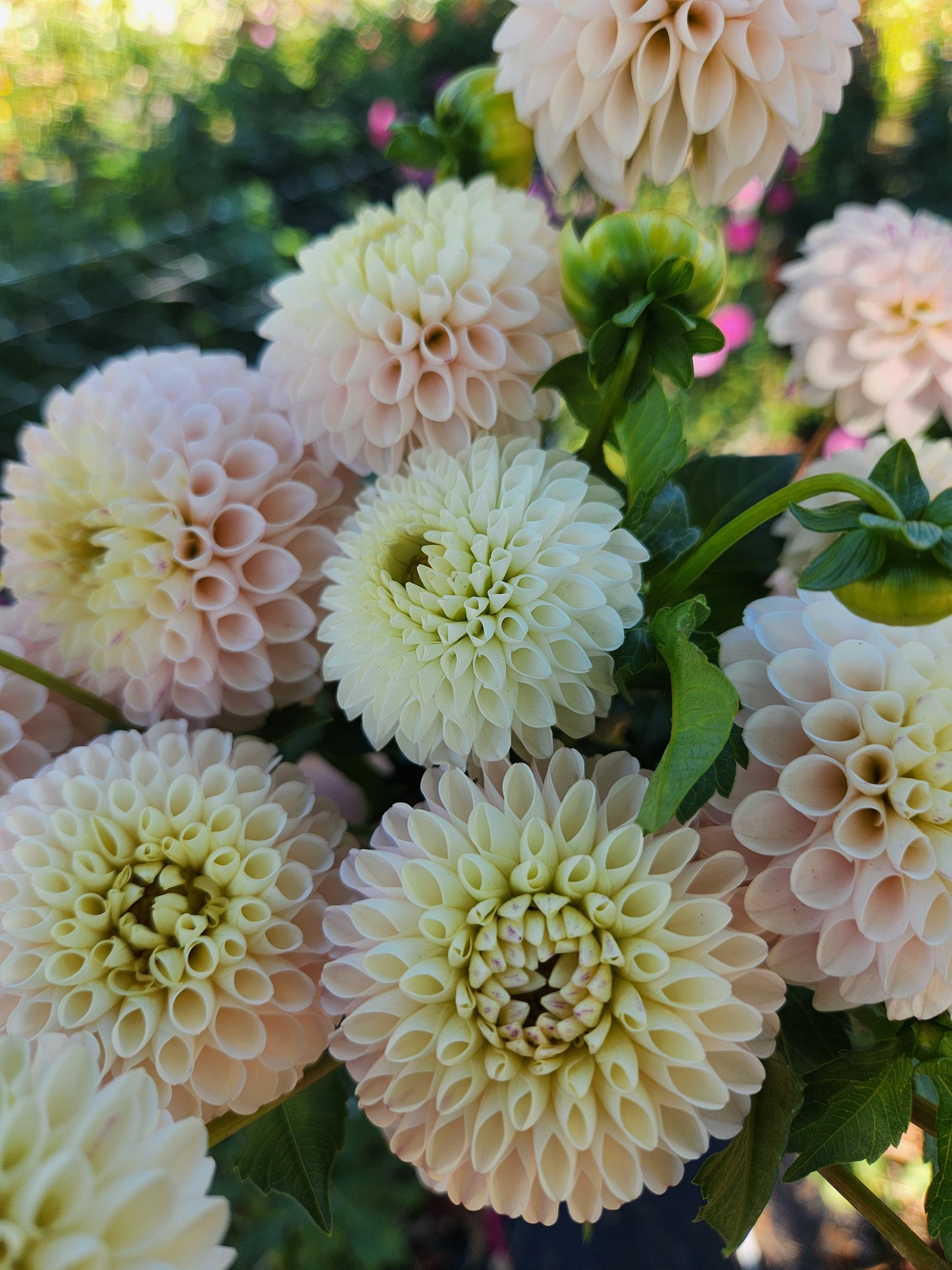 Camano Zoe Dahlia Tuber
