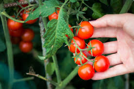 Red Cherry Tomato