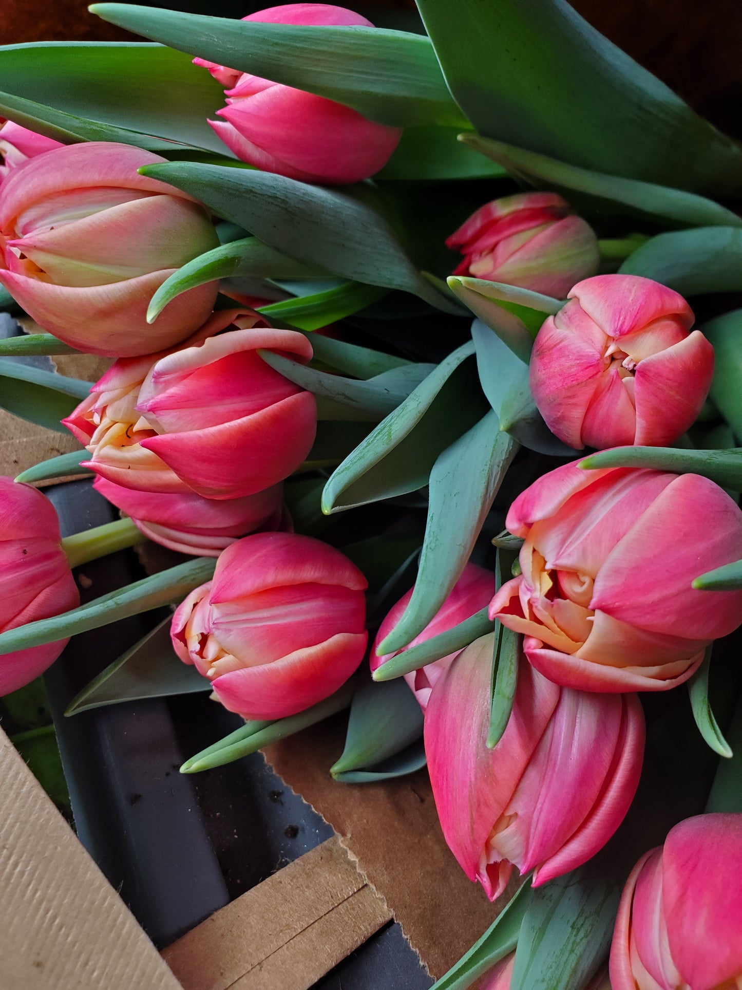 Winter Tulip CSA Subscription