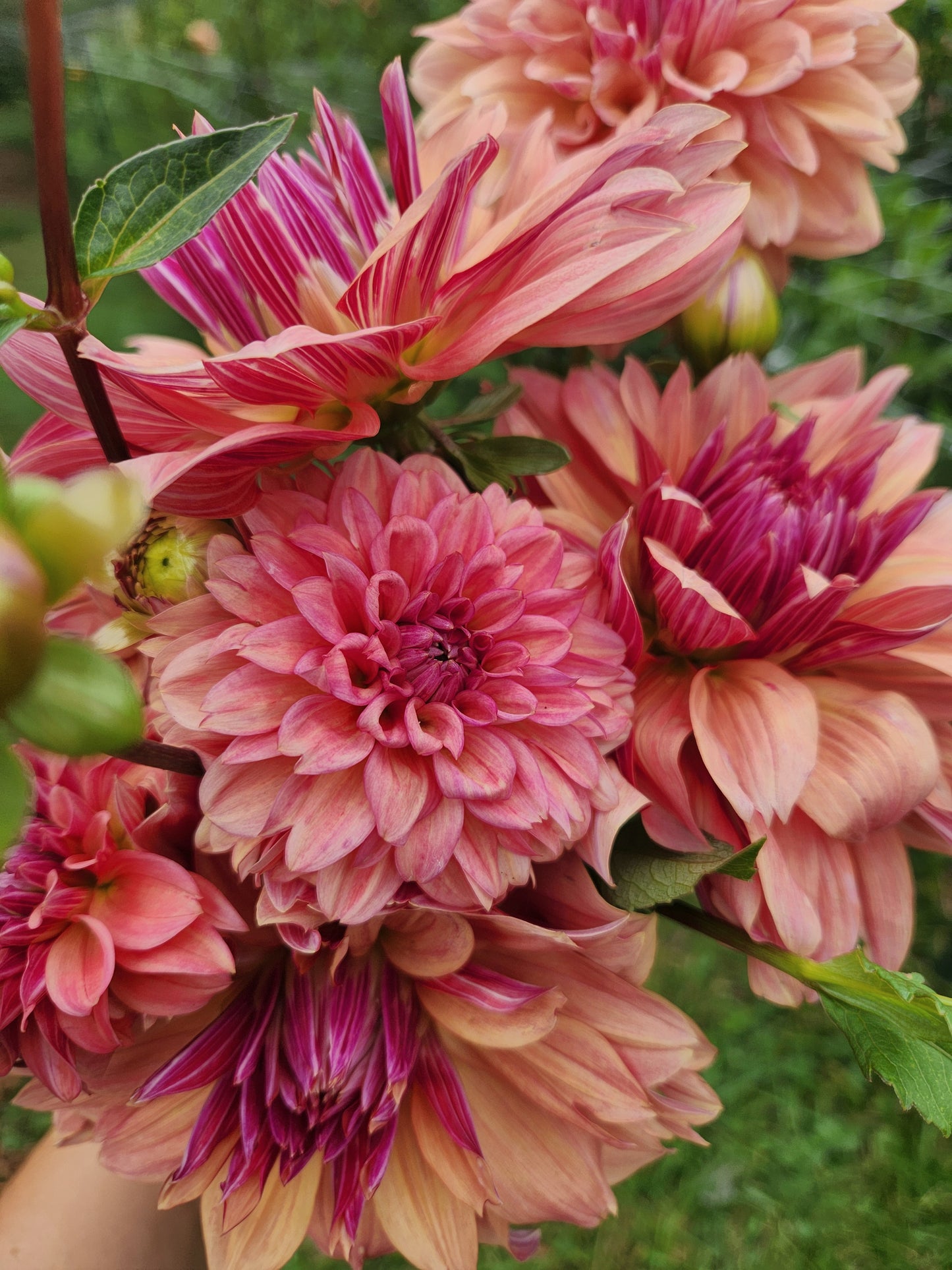 Andy's Legacy Dahlia Tuber