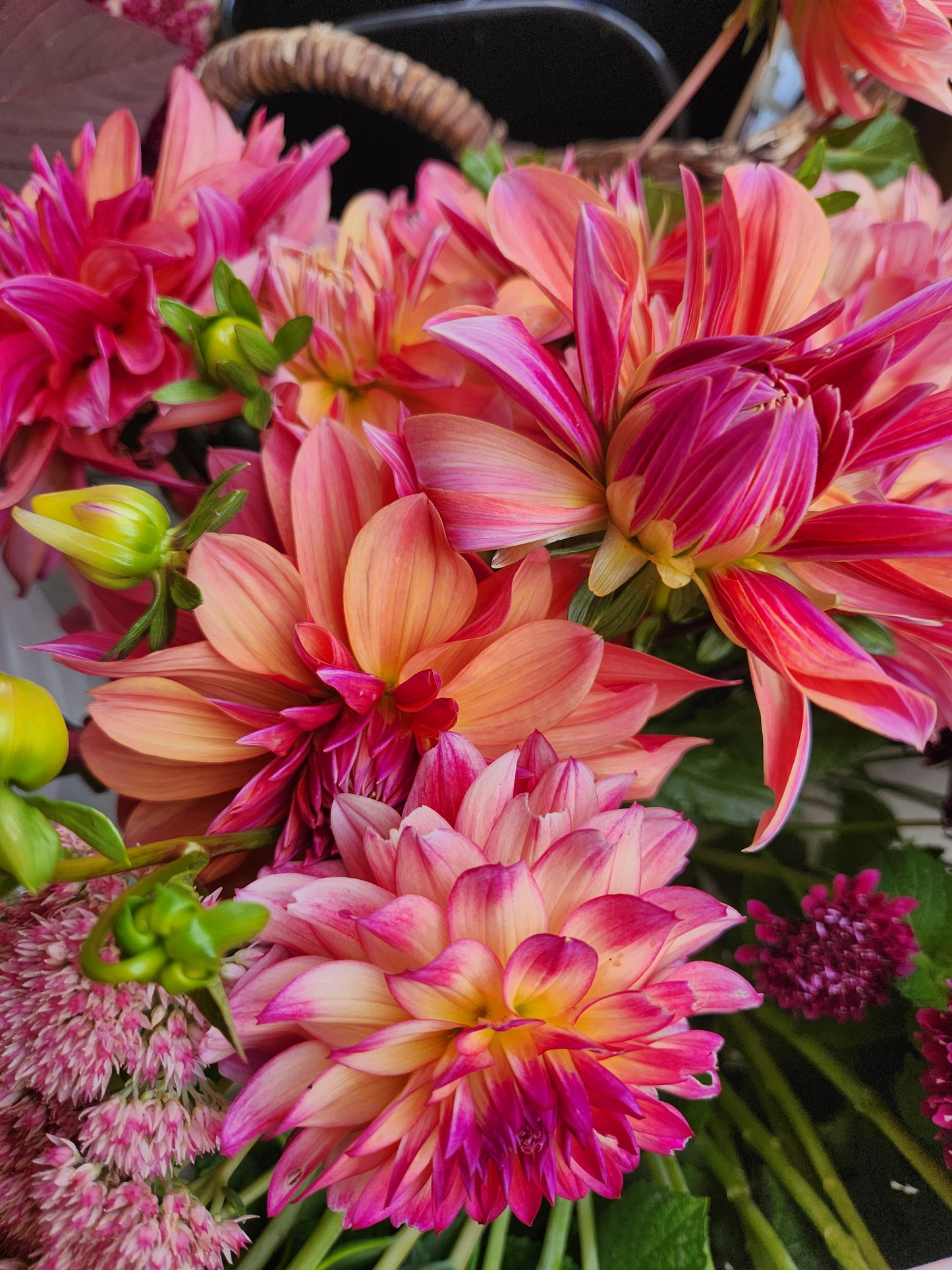 Andy's Legacy Dahlia Tuber
