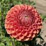 Cornel Bronze Dahlia Tuber