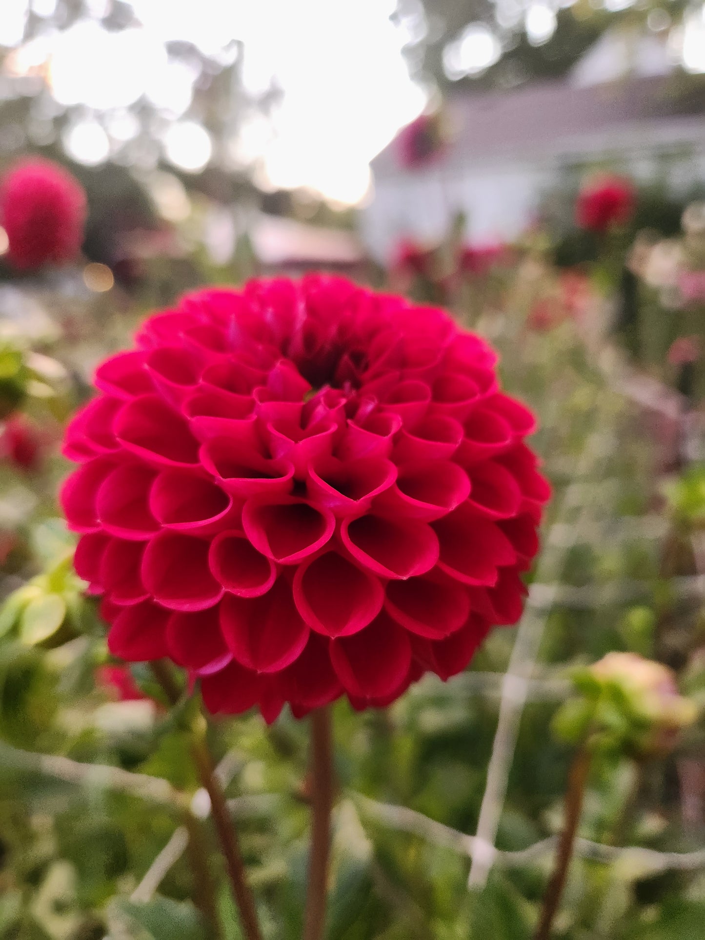 Cornel Dahlia Potted Plant