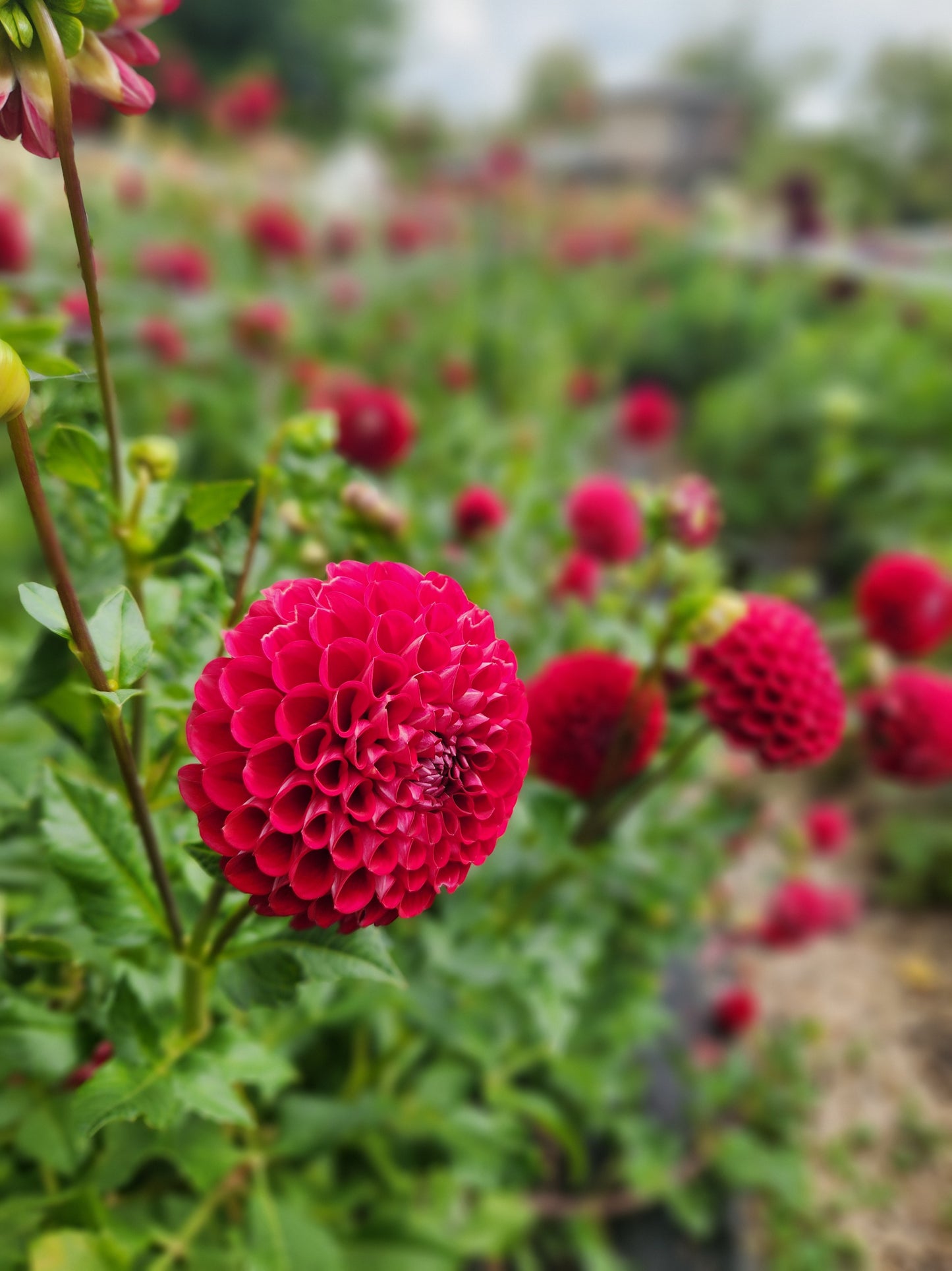 Cornel Dahlia Potted Plant