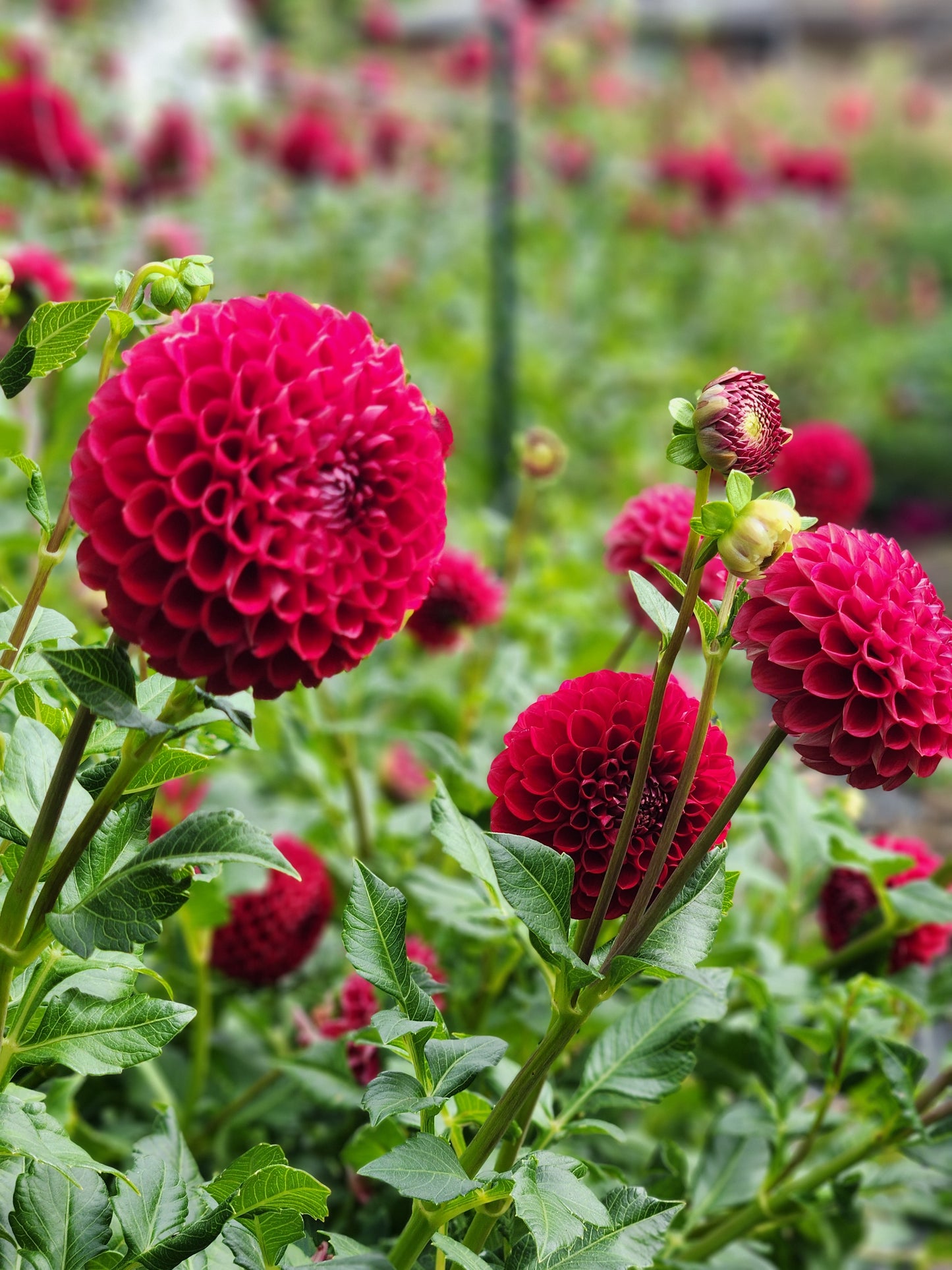 Cornel Dahlia Potted Plant