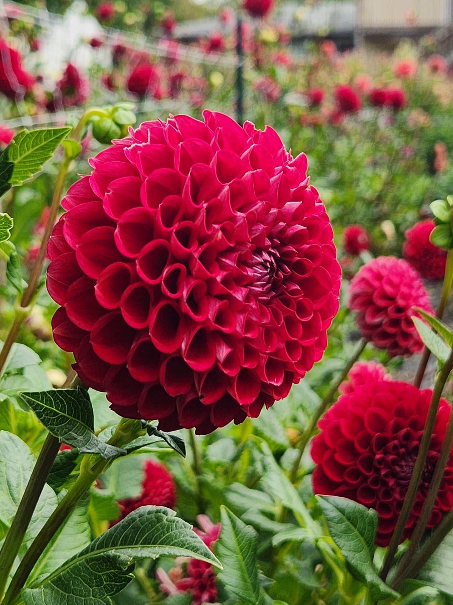 Cornel Dahlia Potted Plant