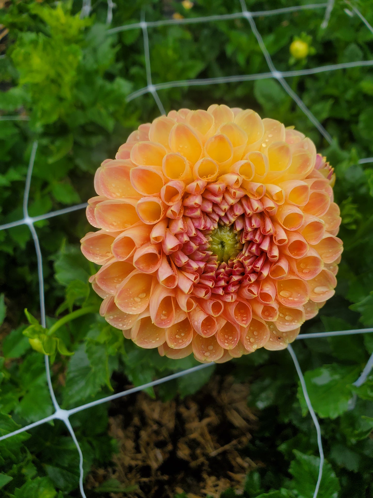 Crichton Honey Dahlia Tuber