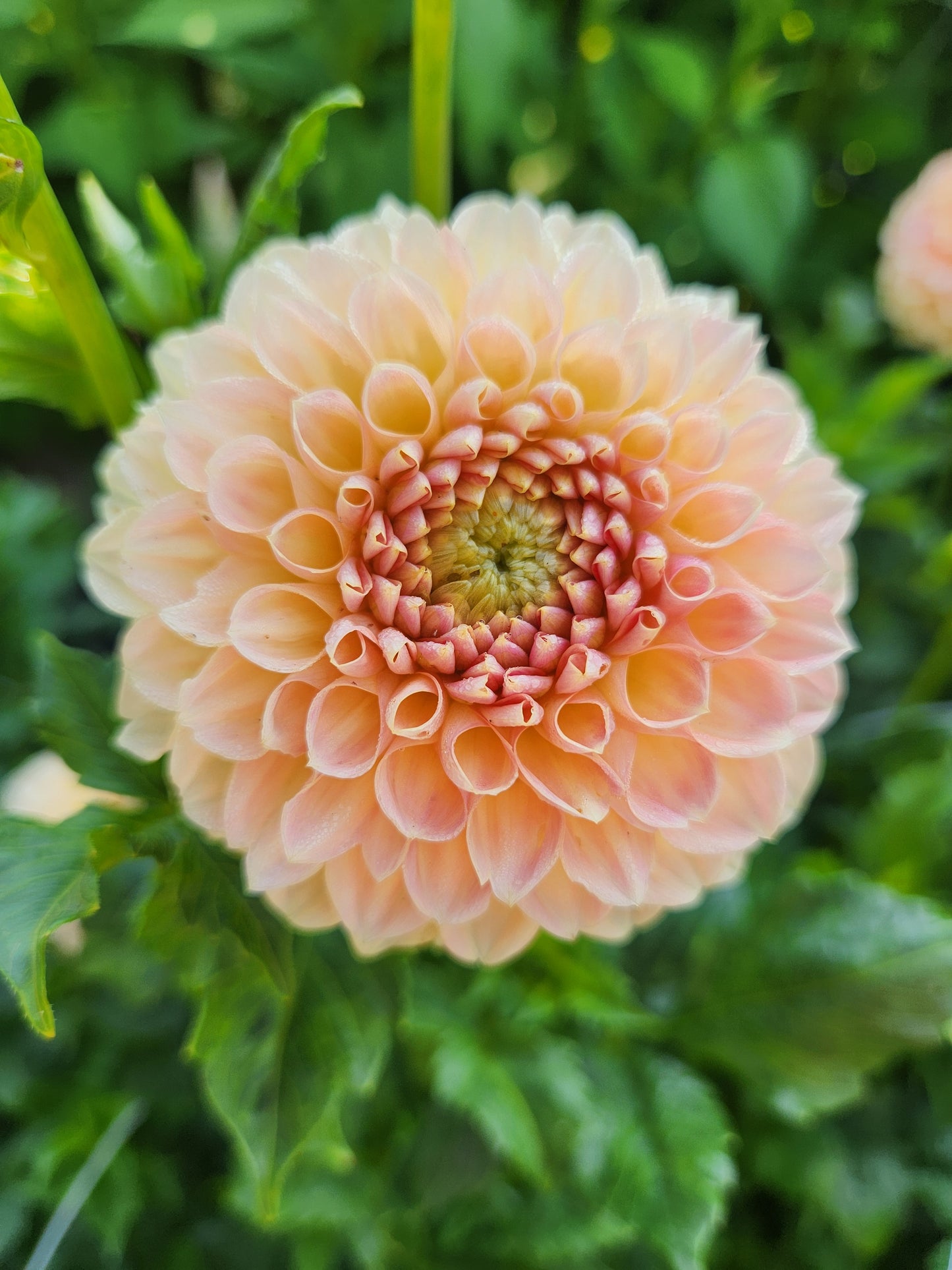 Crichton Honey Dahlia Tuber
