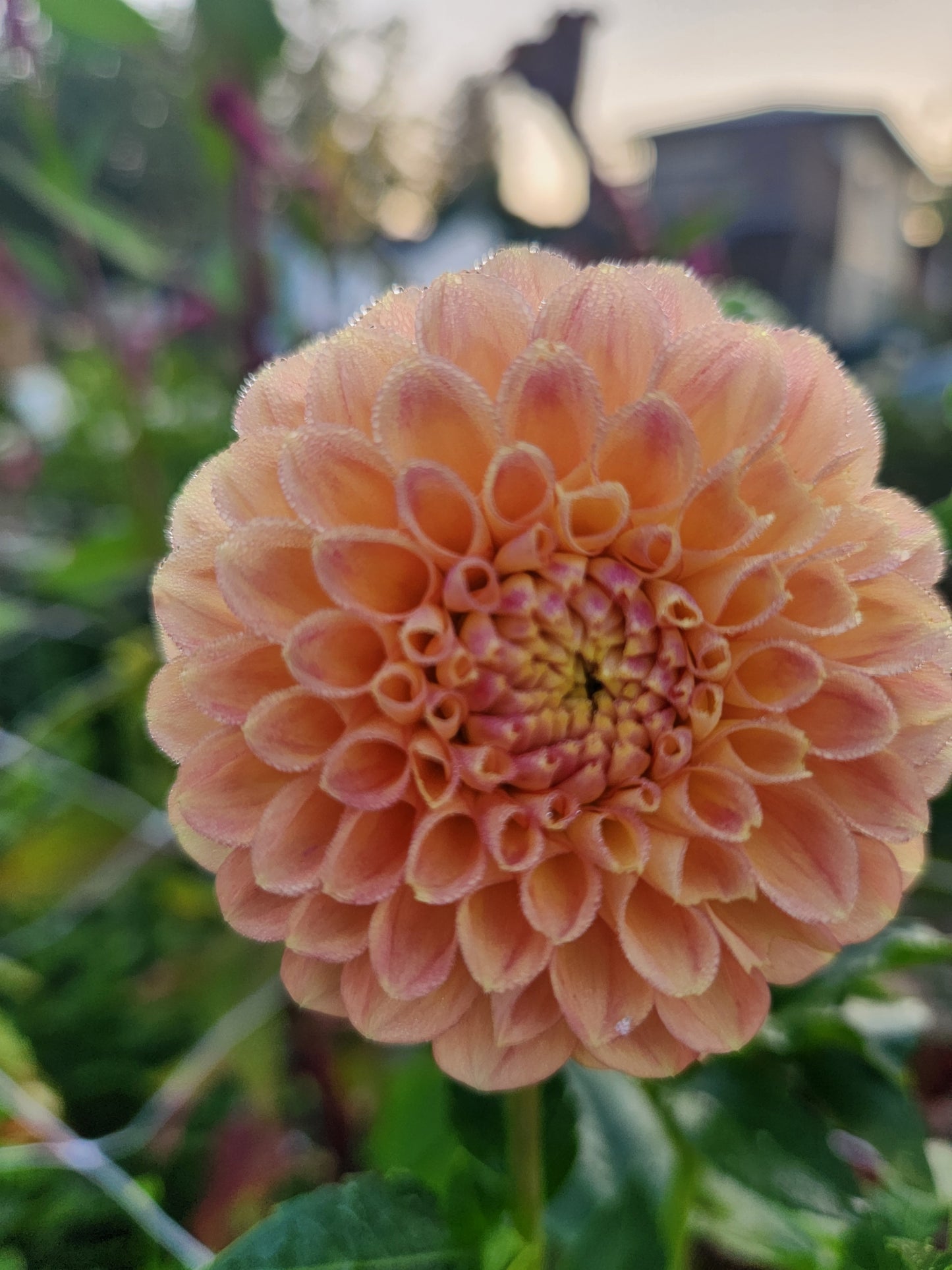 Crichton Honey Dahlia Tuber