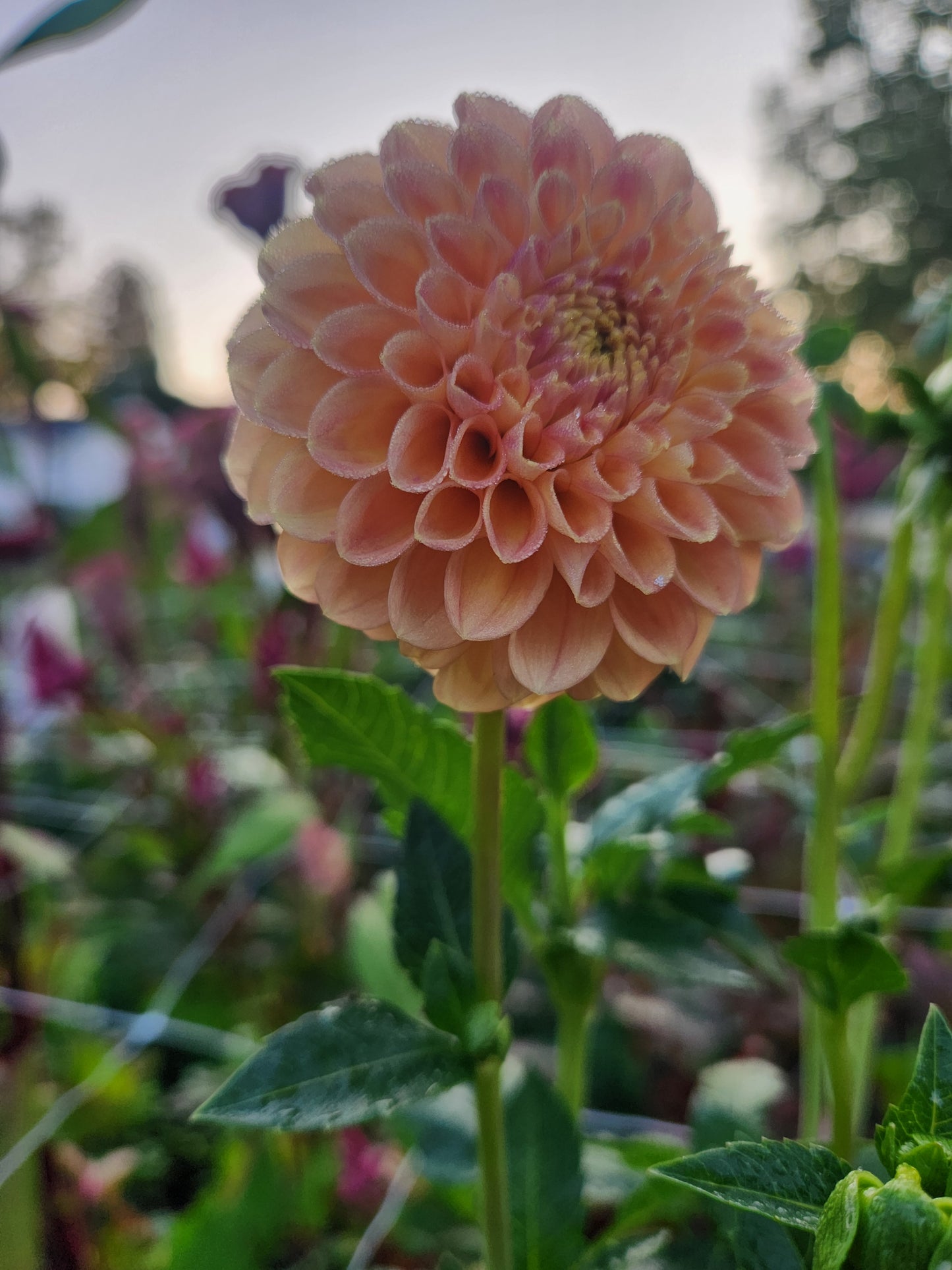 Crichton Honey Dahlia Tuber