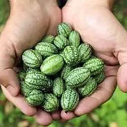 Cucamelon (Mexican Sour Gherkin)