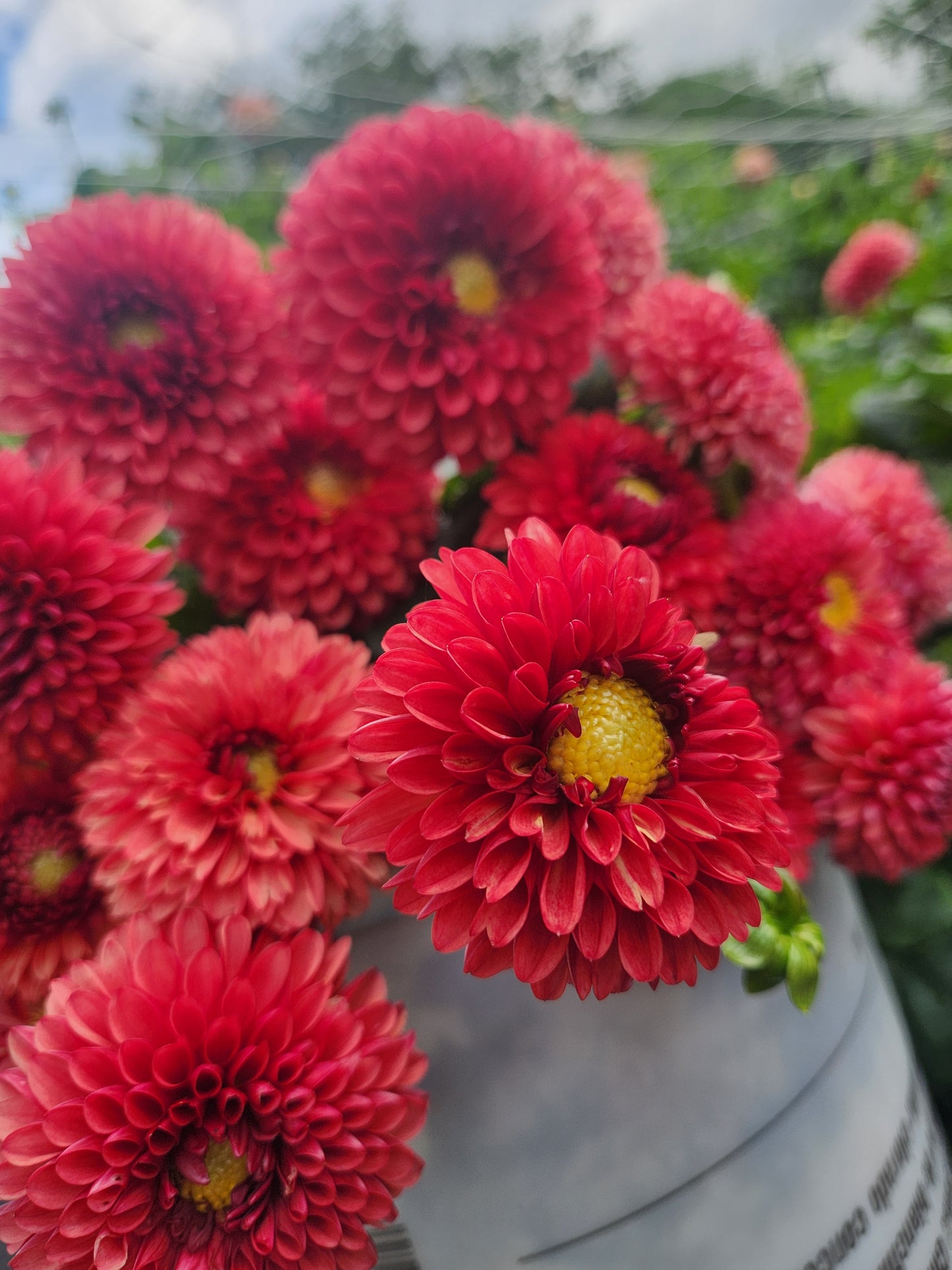 Brown Sugar Dahlia Tuber