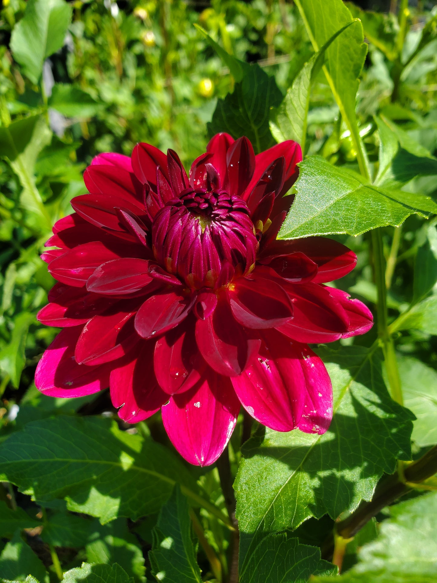Kaisha Lea Dahlia Tuber Bundle of 5