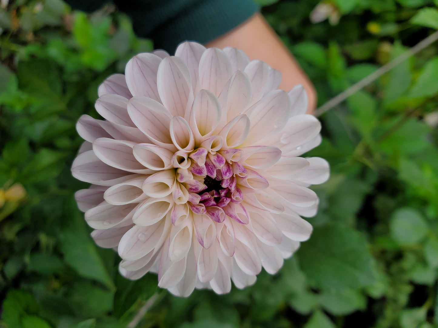 Last Dance Dahlia Tuber
