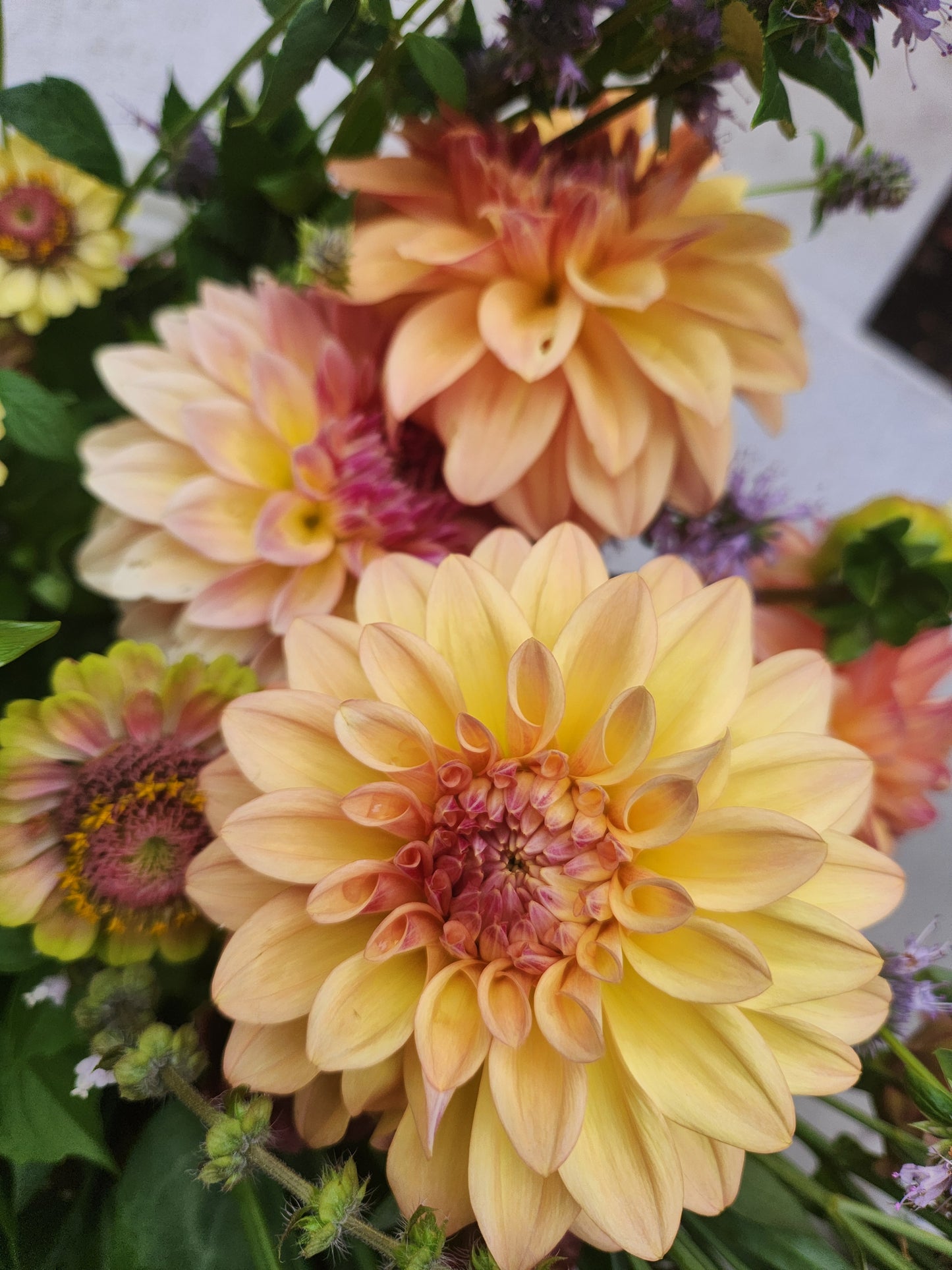 Miss Amara Dahlia Tuber Bundle of 10