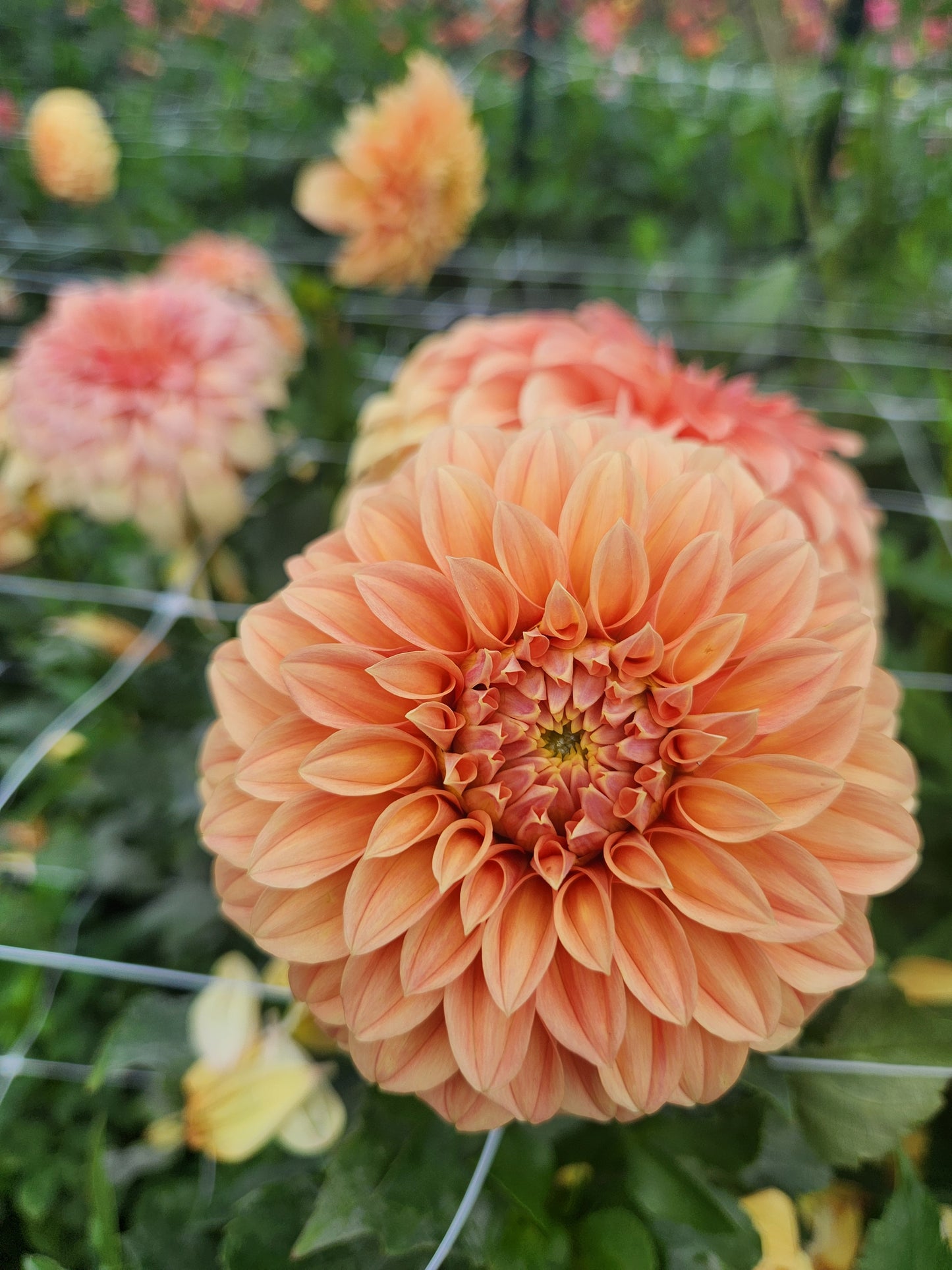 Bracken Palomino Dahlia Tuber