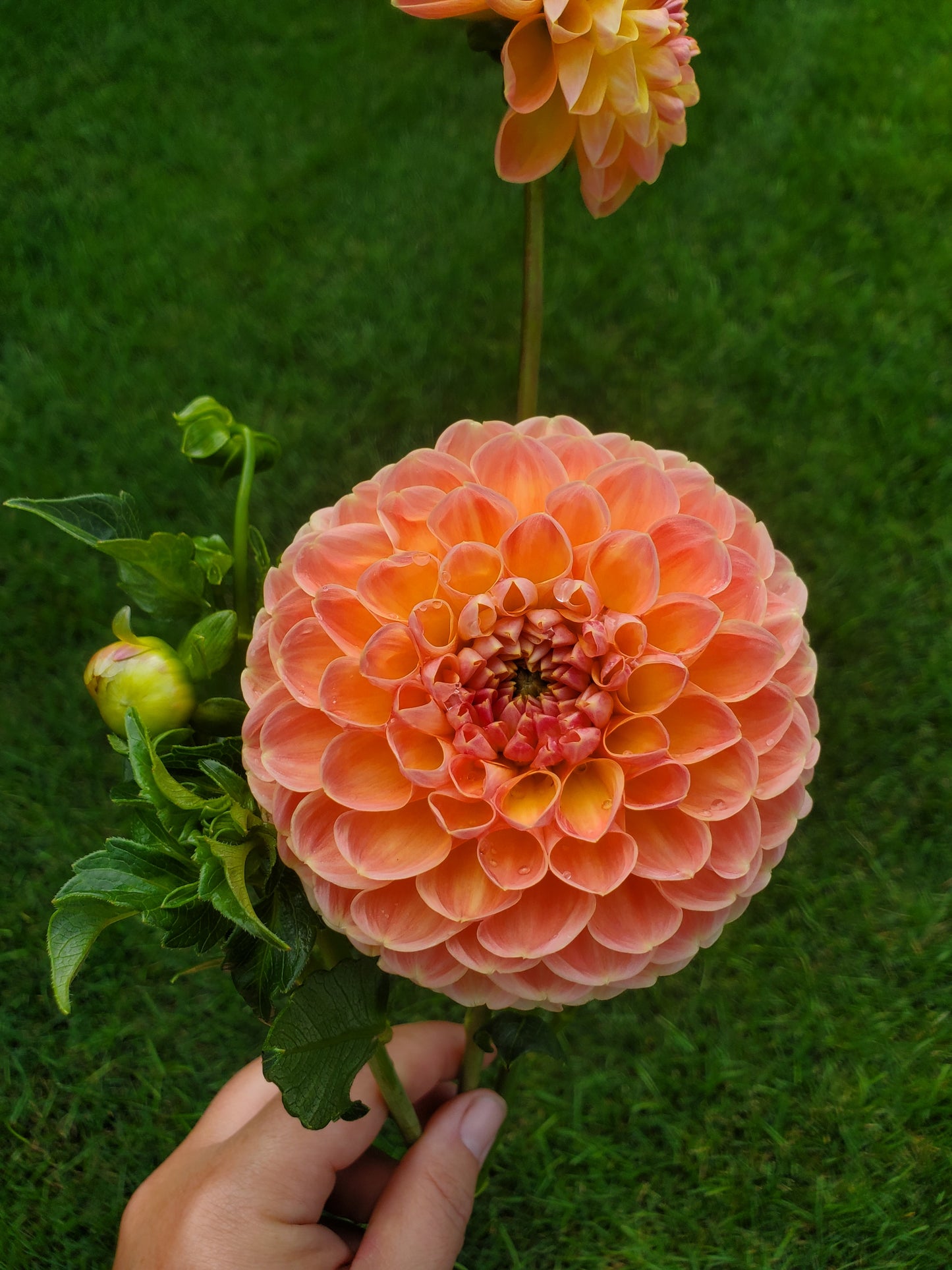 Crichton Honey Dahlia Tuber