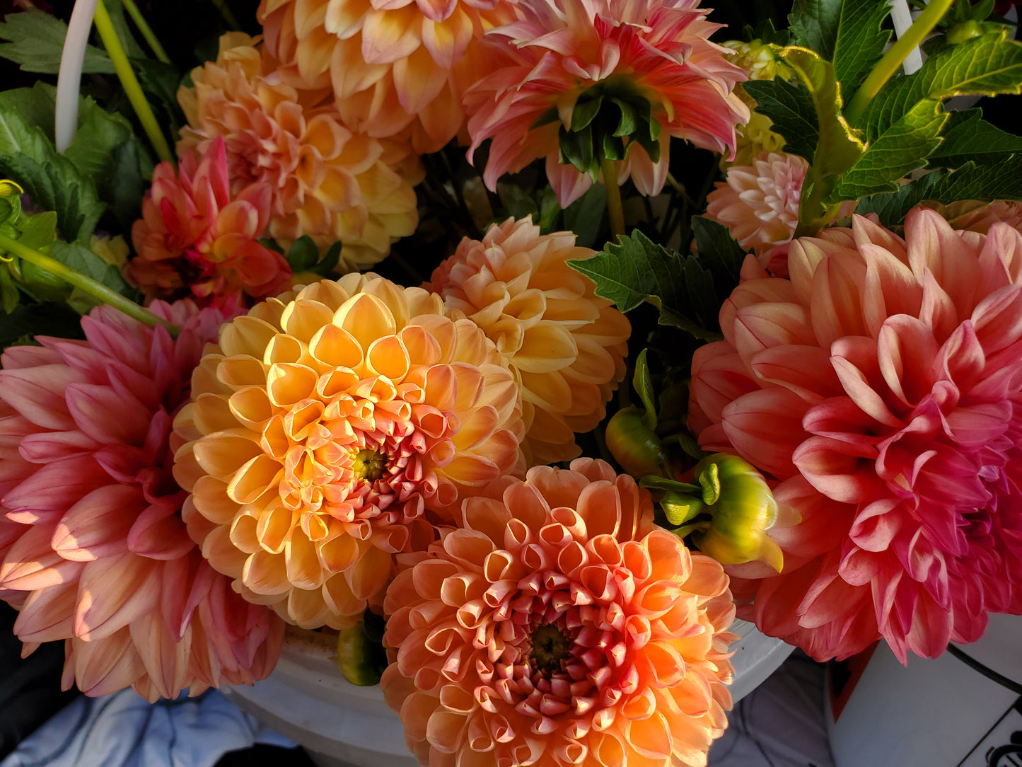 Crichton Honey Dahlia Tuber