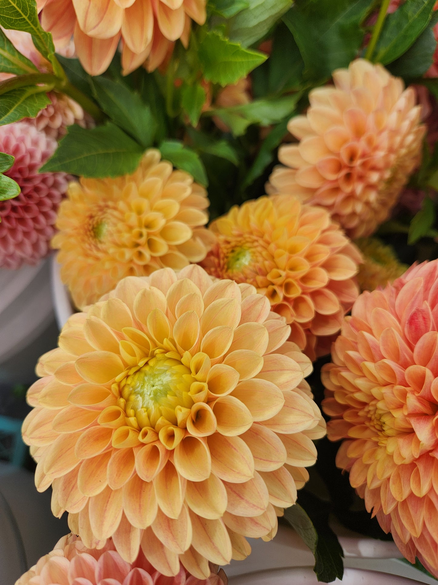 Darcy Dahlia Tuber