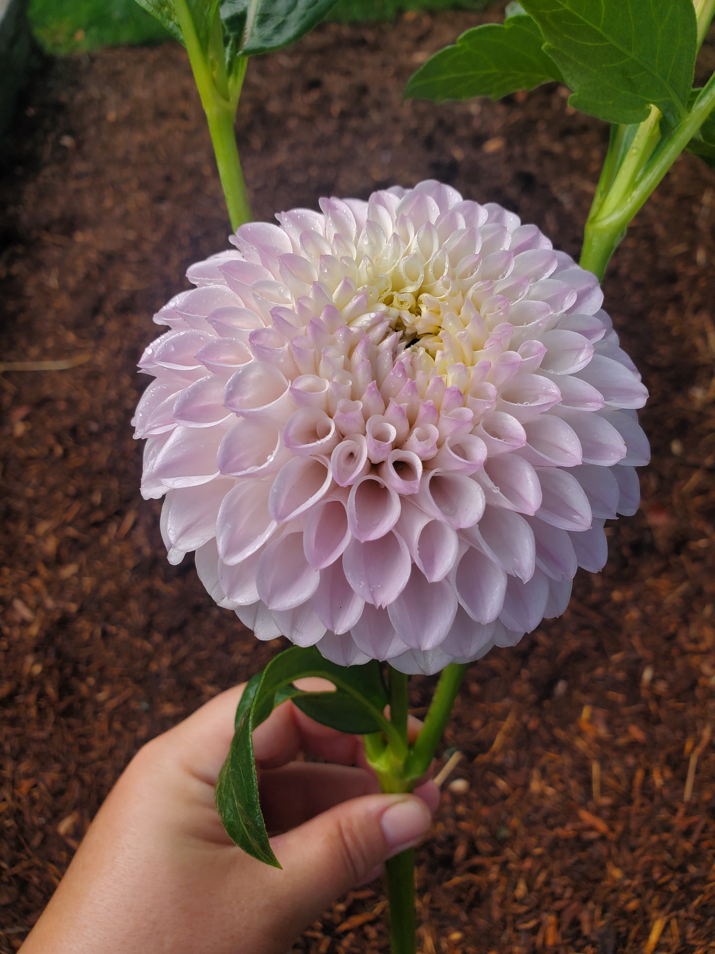 Pink Pearl Dahlia Potted Plant