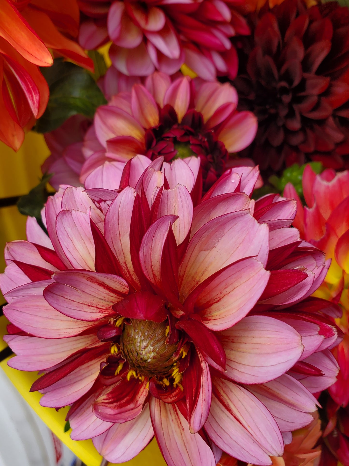 Senior's Hope Dahlia Tuber