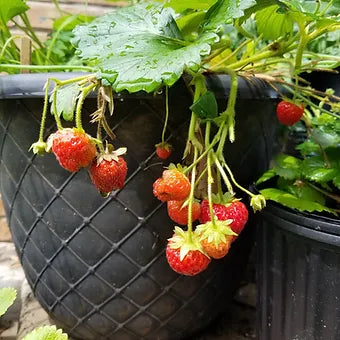 Delizz Annual Strawberry