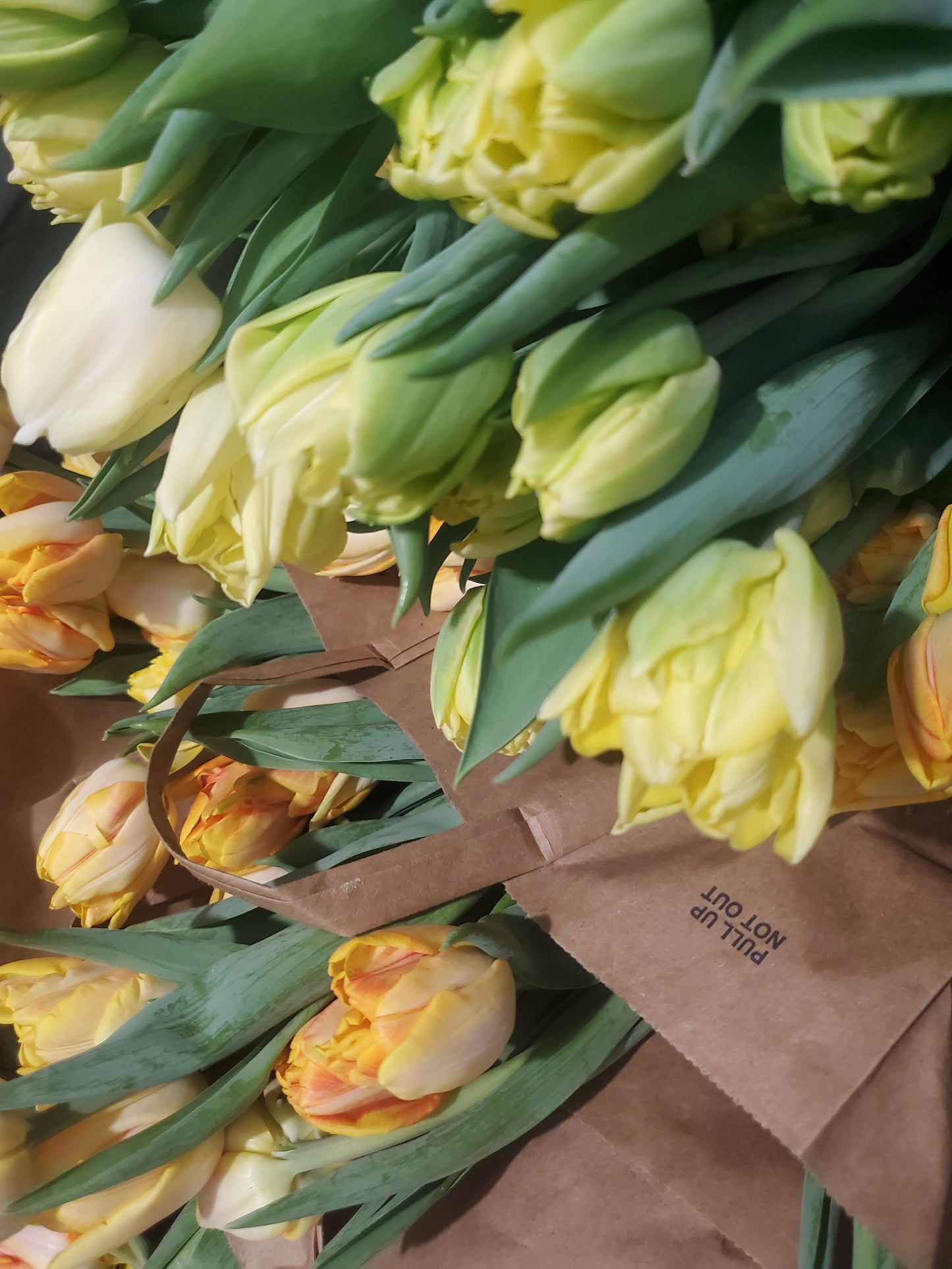 Winter Tulip CSA Subscription