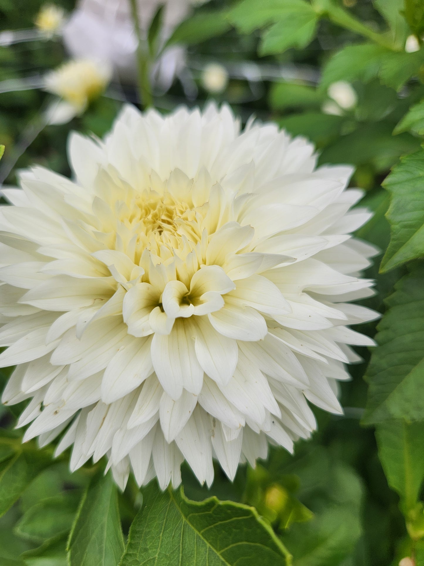 Gitts Attention Dahlia Tuber