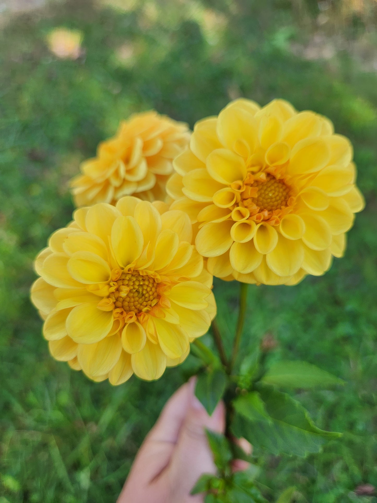 Golden Scepter Dahlia Tuber