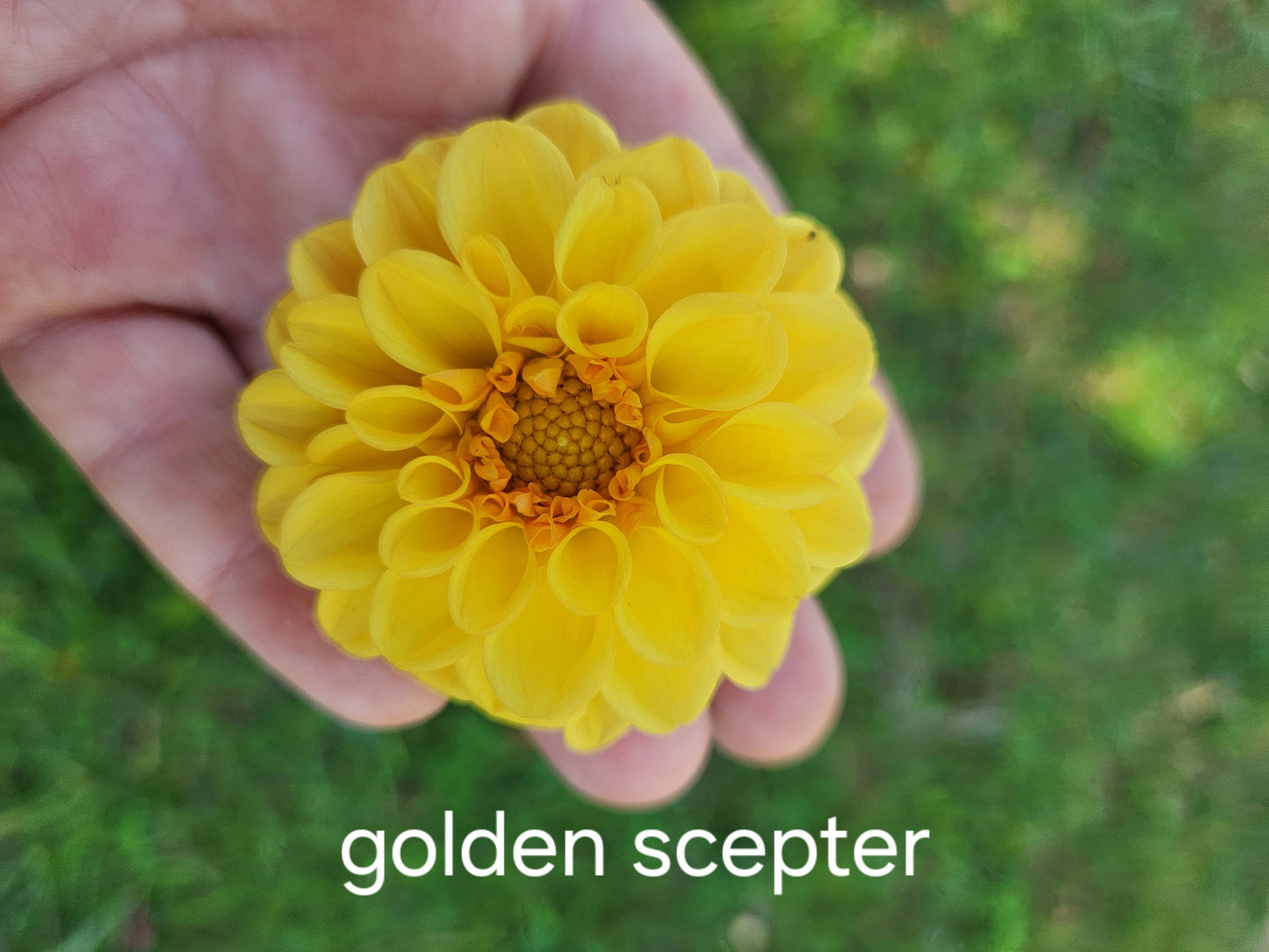 Golden Scepter Dahlia Tuber