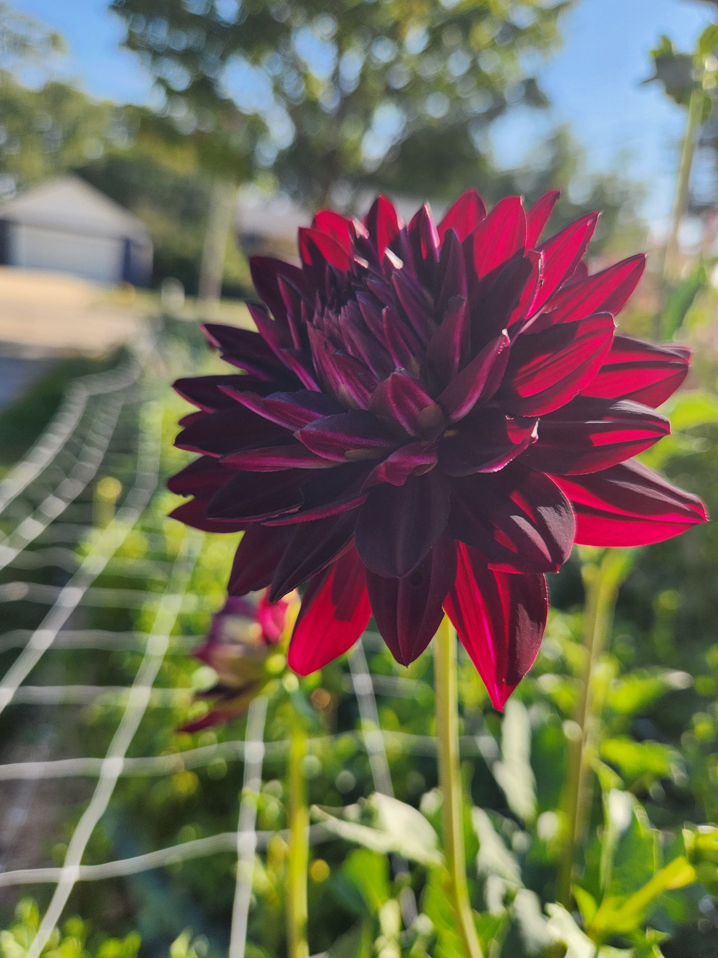 Hollyhill Black Beauty Dahlia Tuber