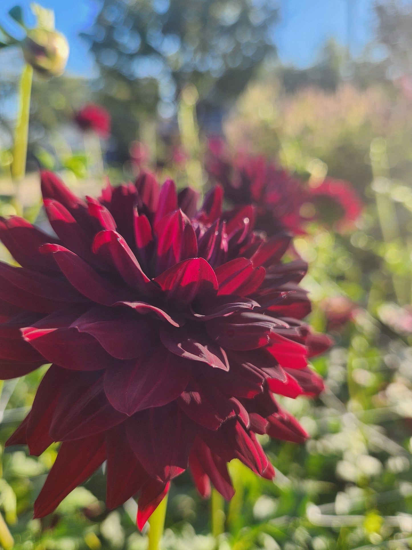 Hollyhill Black Beauty Dahlia Tuber