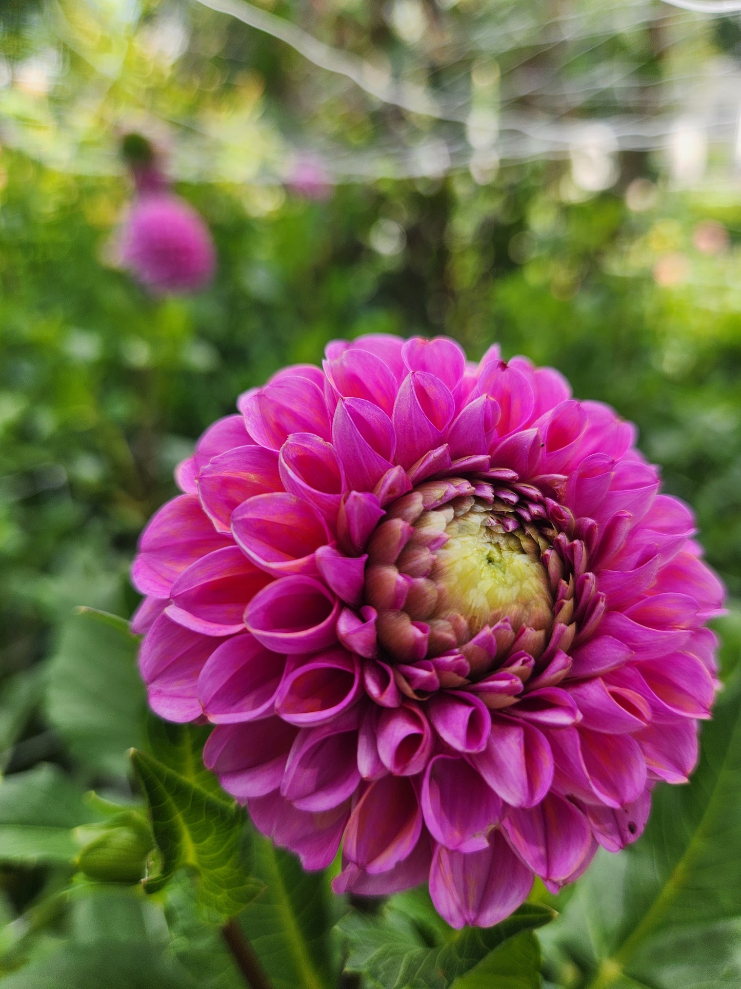 Isabel Dahlia Potted Plant
