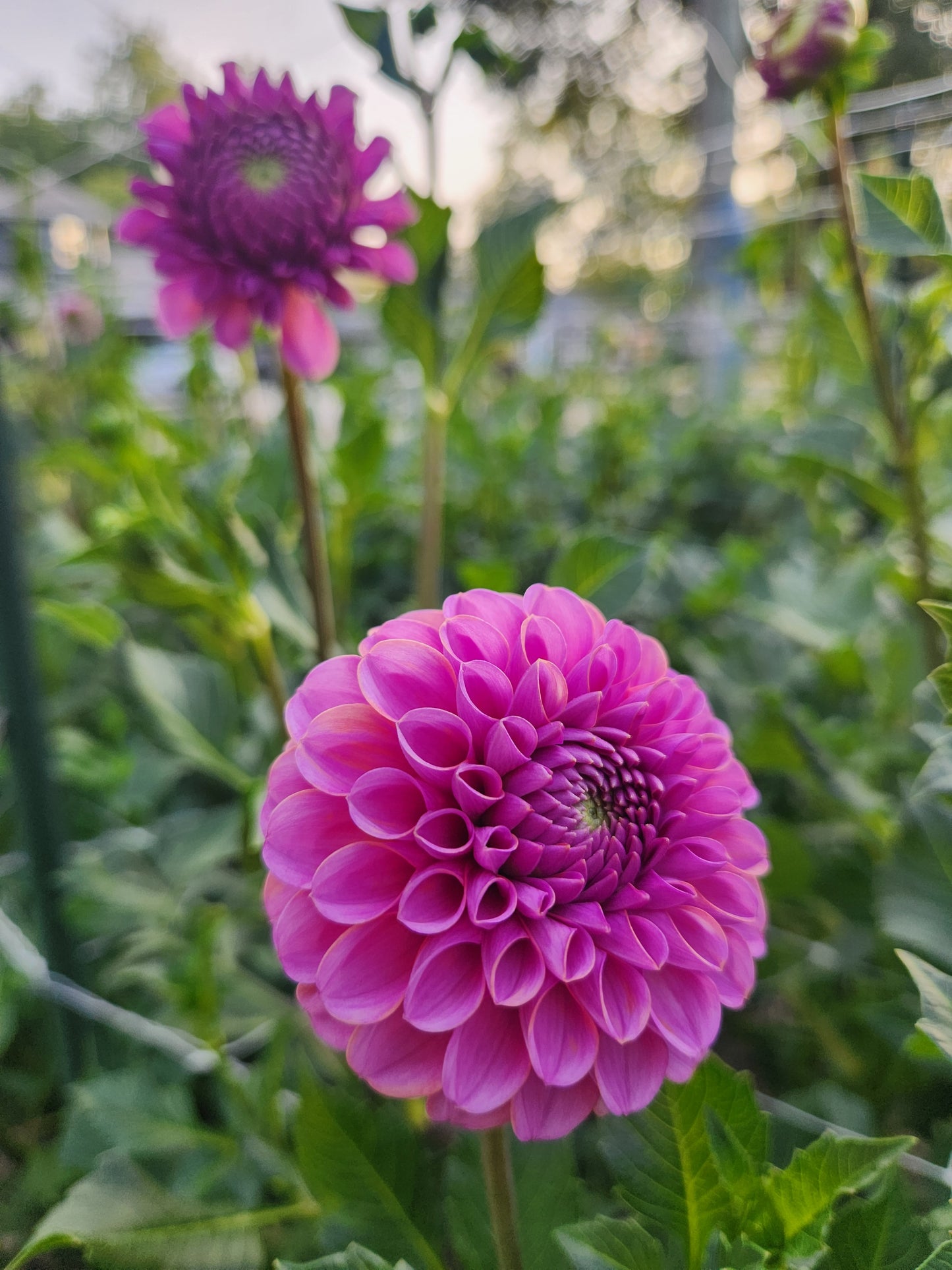 Isabel Dahlia Potted Plant