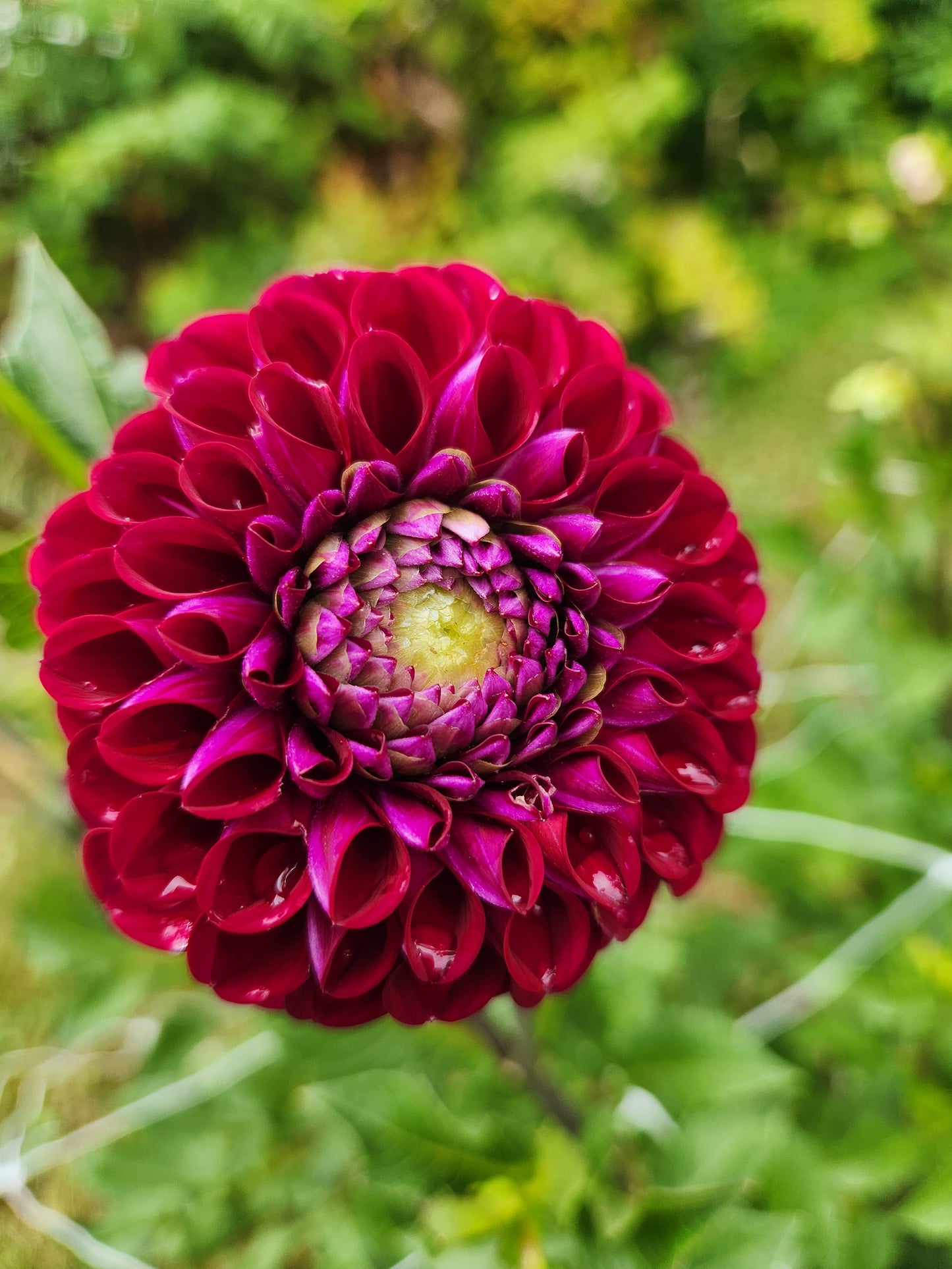 Ivanetti Dahlia Tuber Bundle of 5