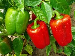 King of the North Bell Pepper