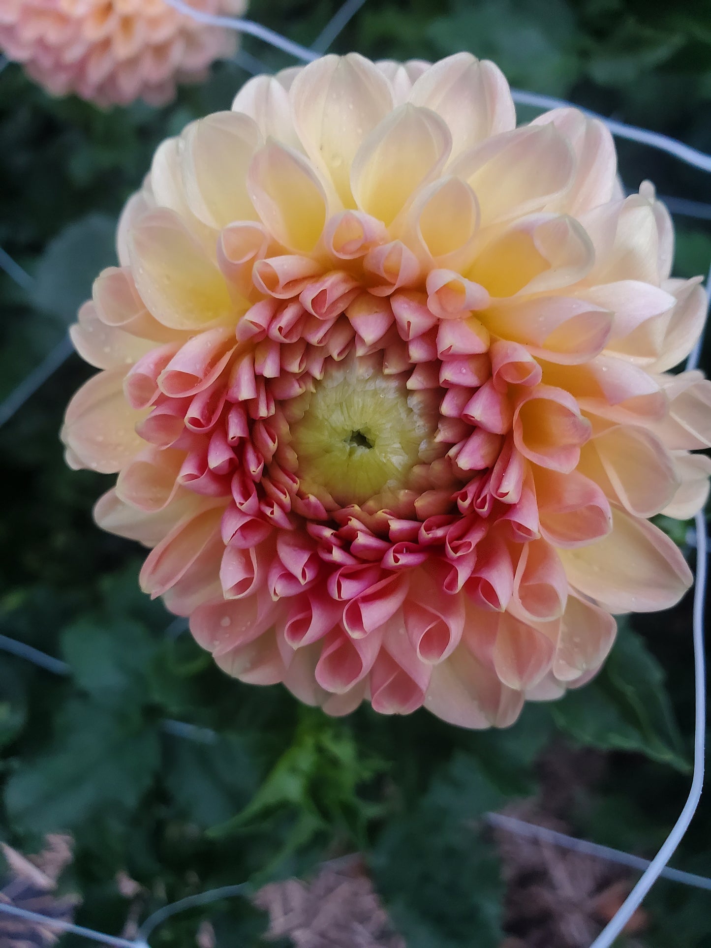 Larks Ebbe Dahlia Tuber