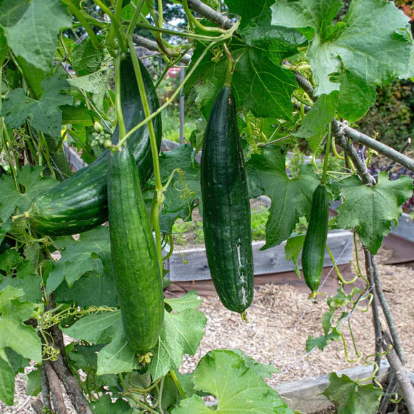 Luffa