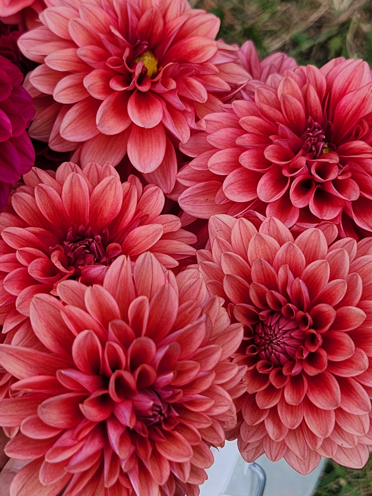 Mystique Dahlia Tuber