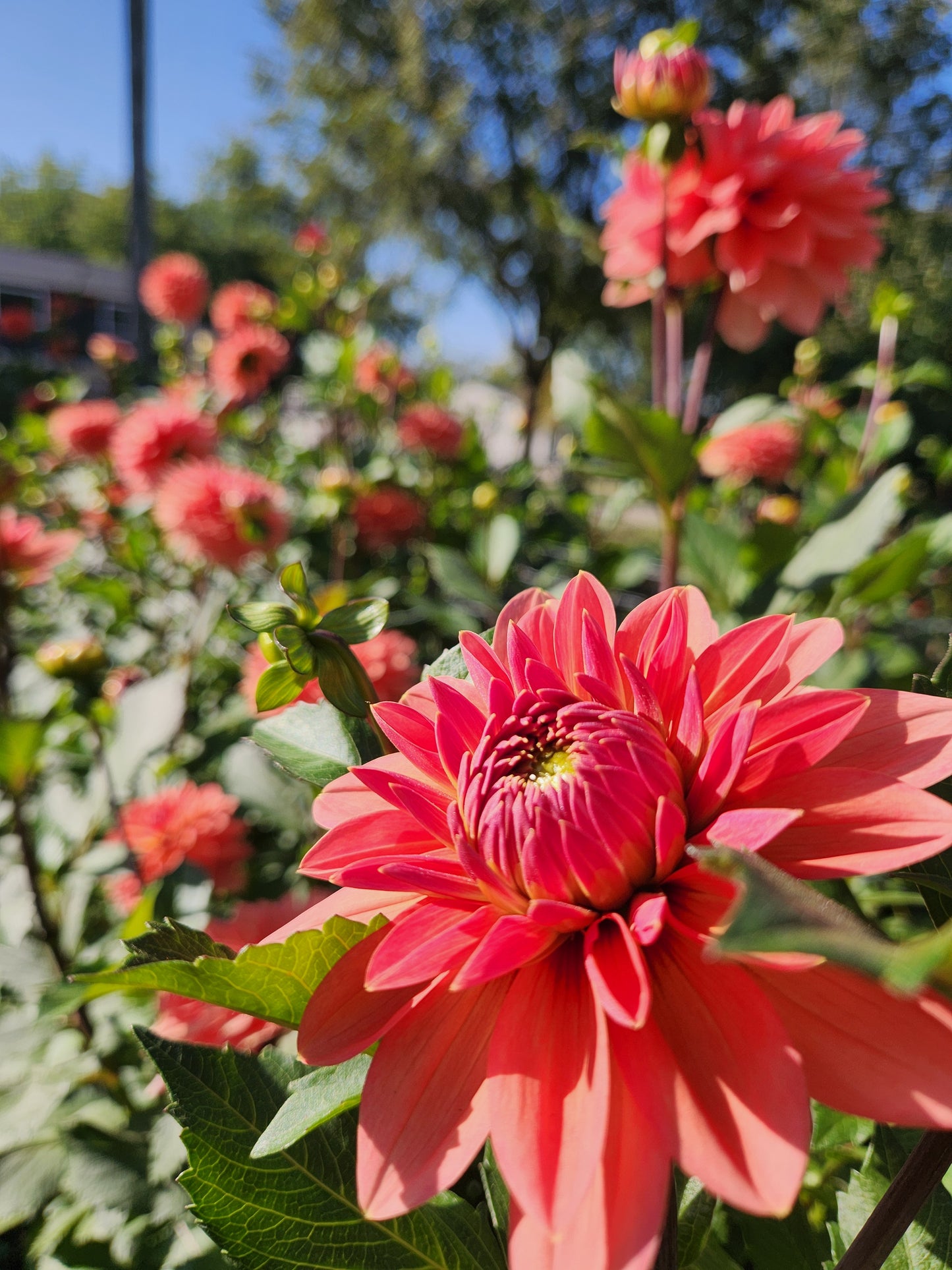 Nicholas Dahlia Potted Plant