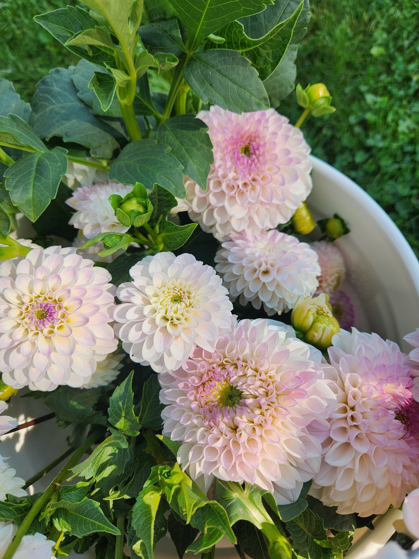 Pink Pearl Dahlia Potted Plant