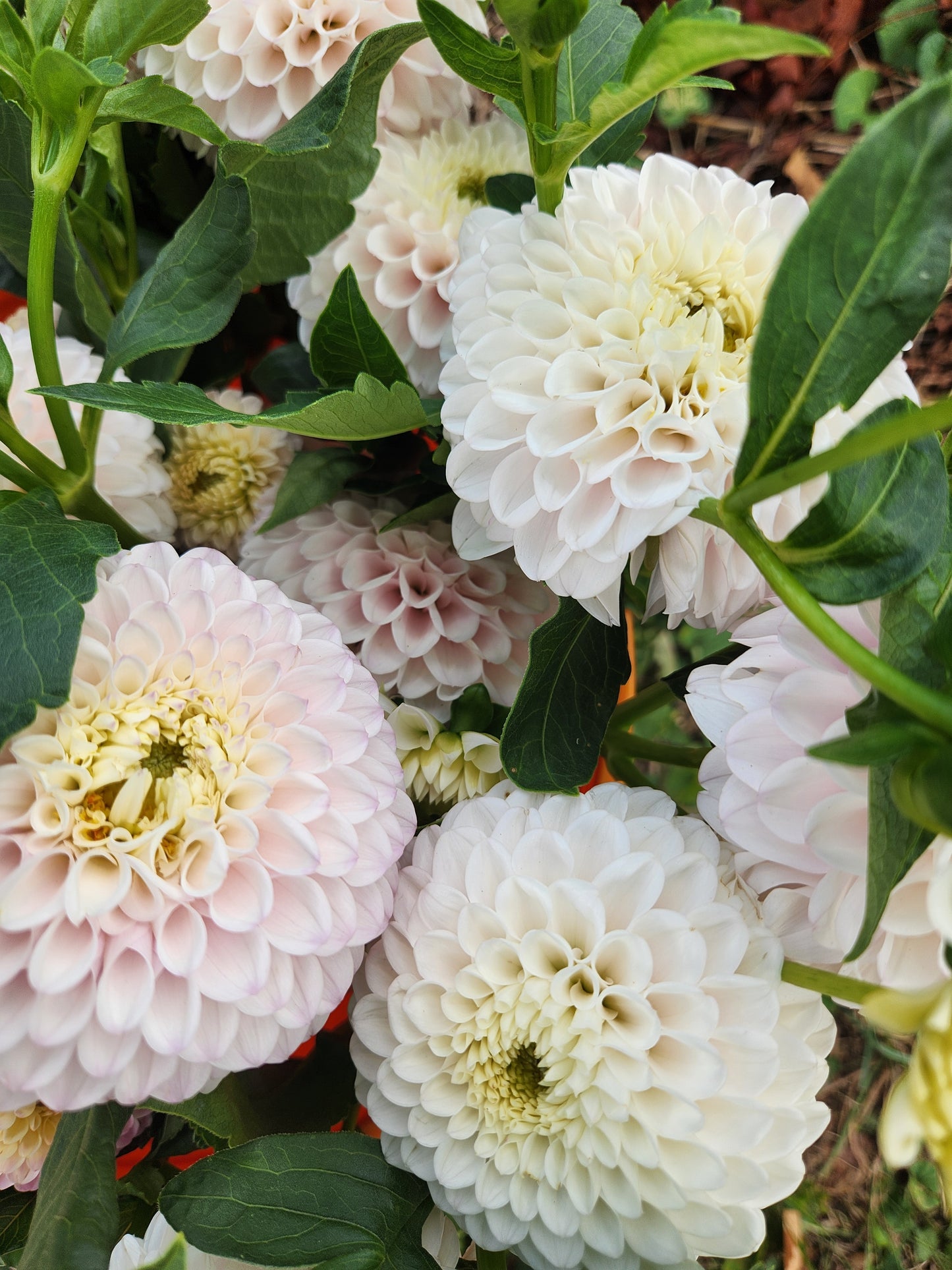 Pink Pearl Dahlia Potted Plant