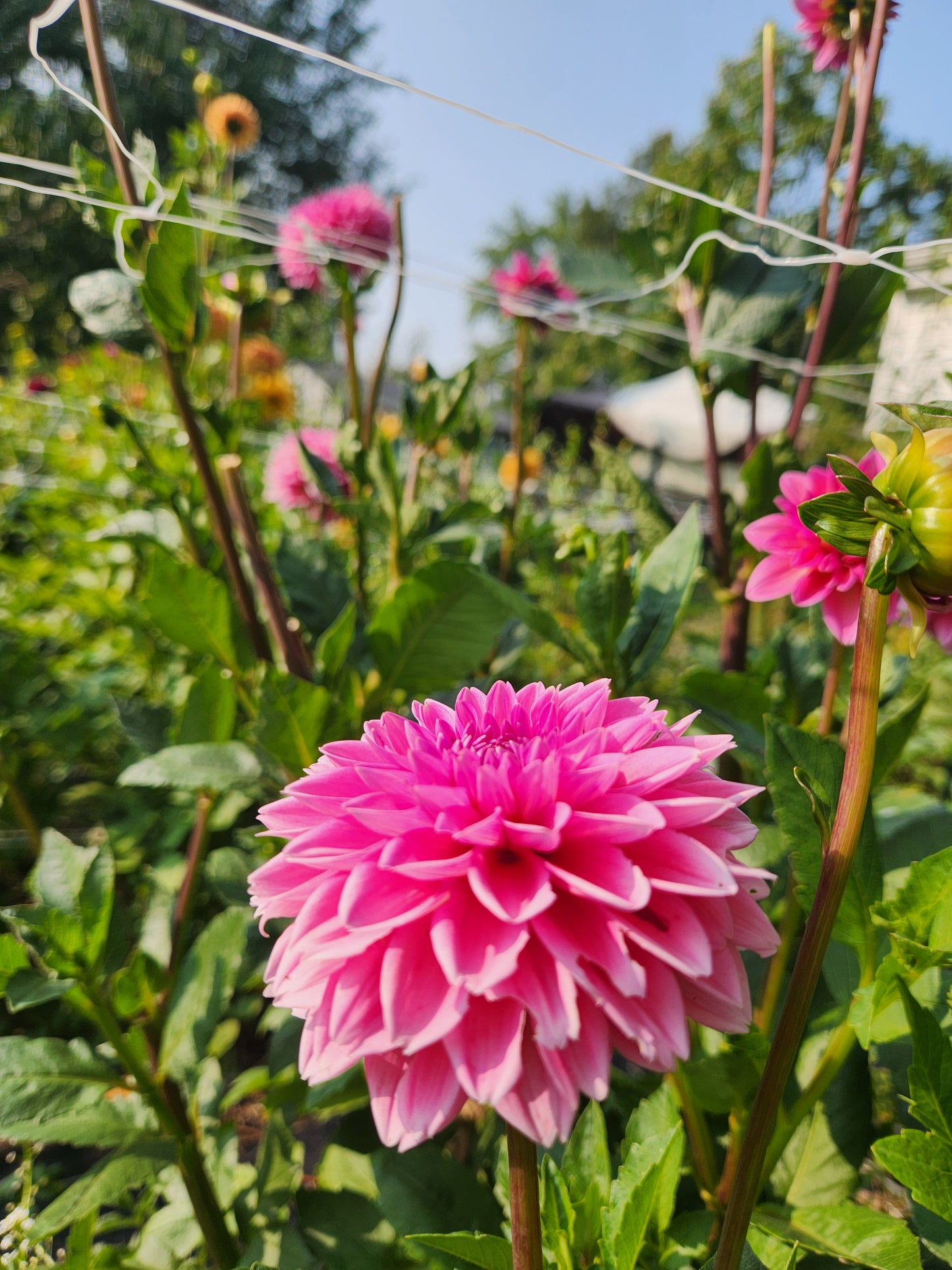 Pink Sylvia Dahlia Tuber
