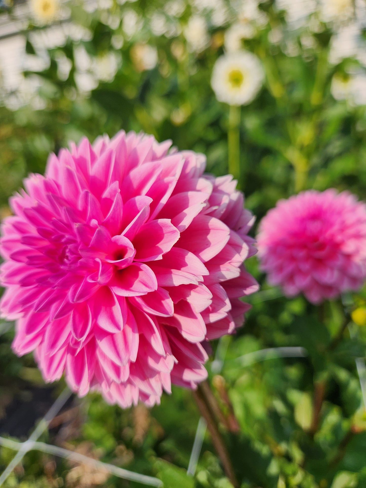 Pink Sylvia Dahlia Tuber