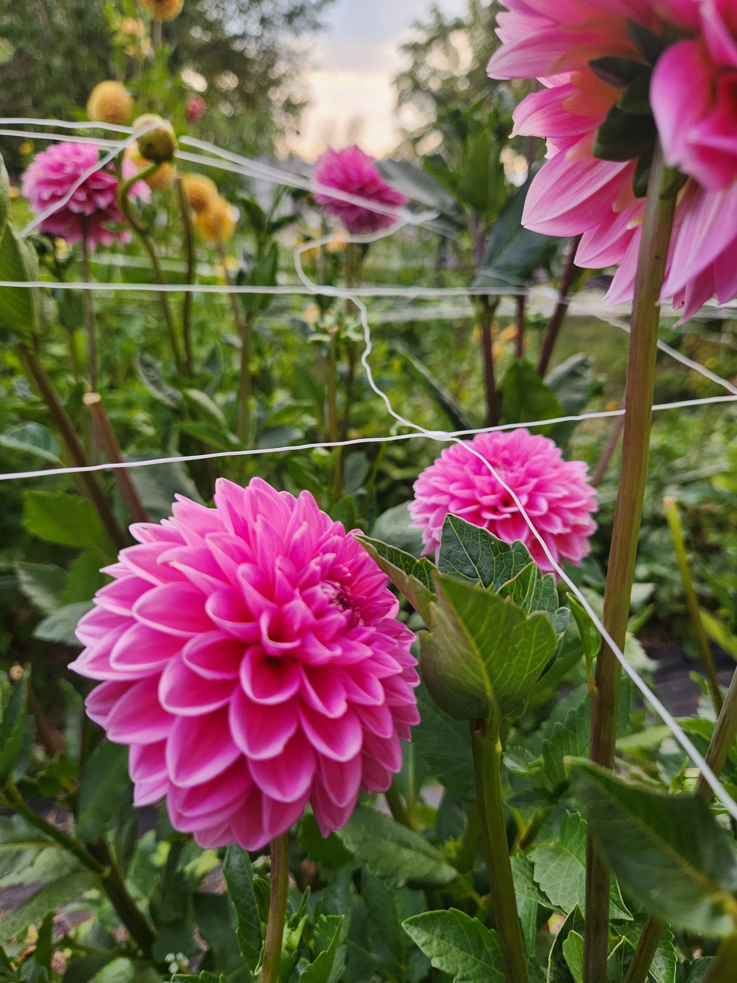 Pink Sylvia Dahlia Tuber