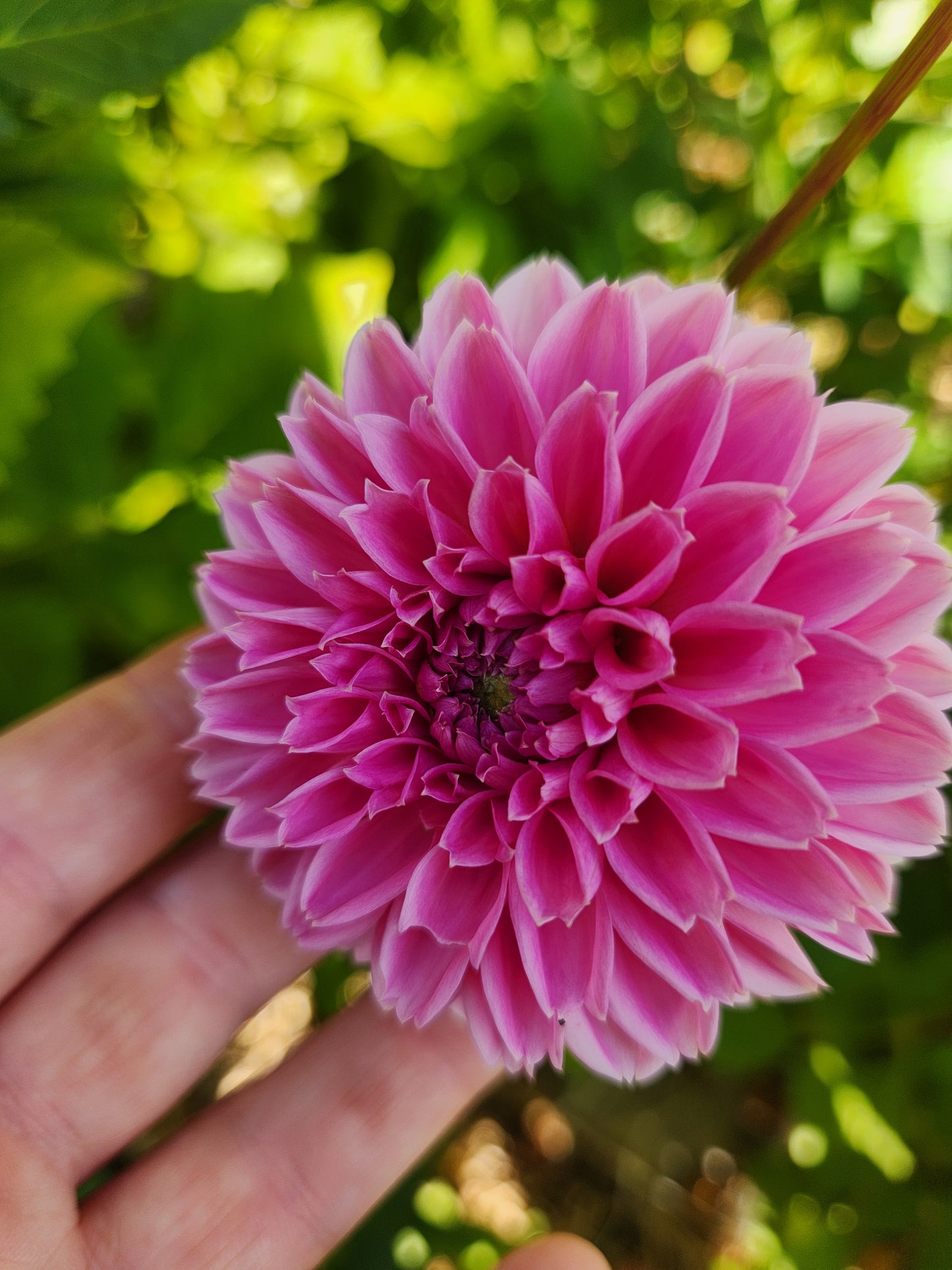 Pink Sylvia Dahlia Tuber