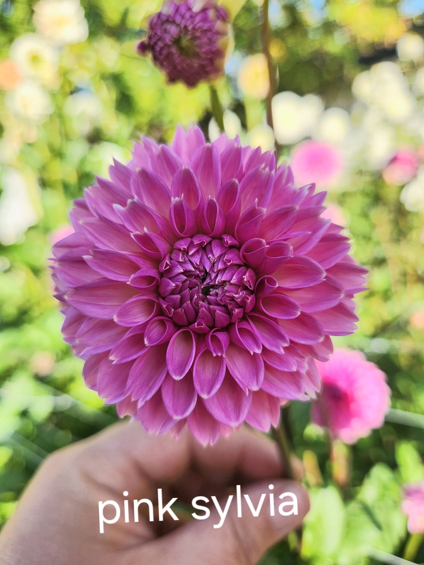 Pink Sylvia Dahlia Tuber